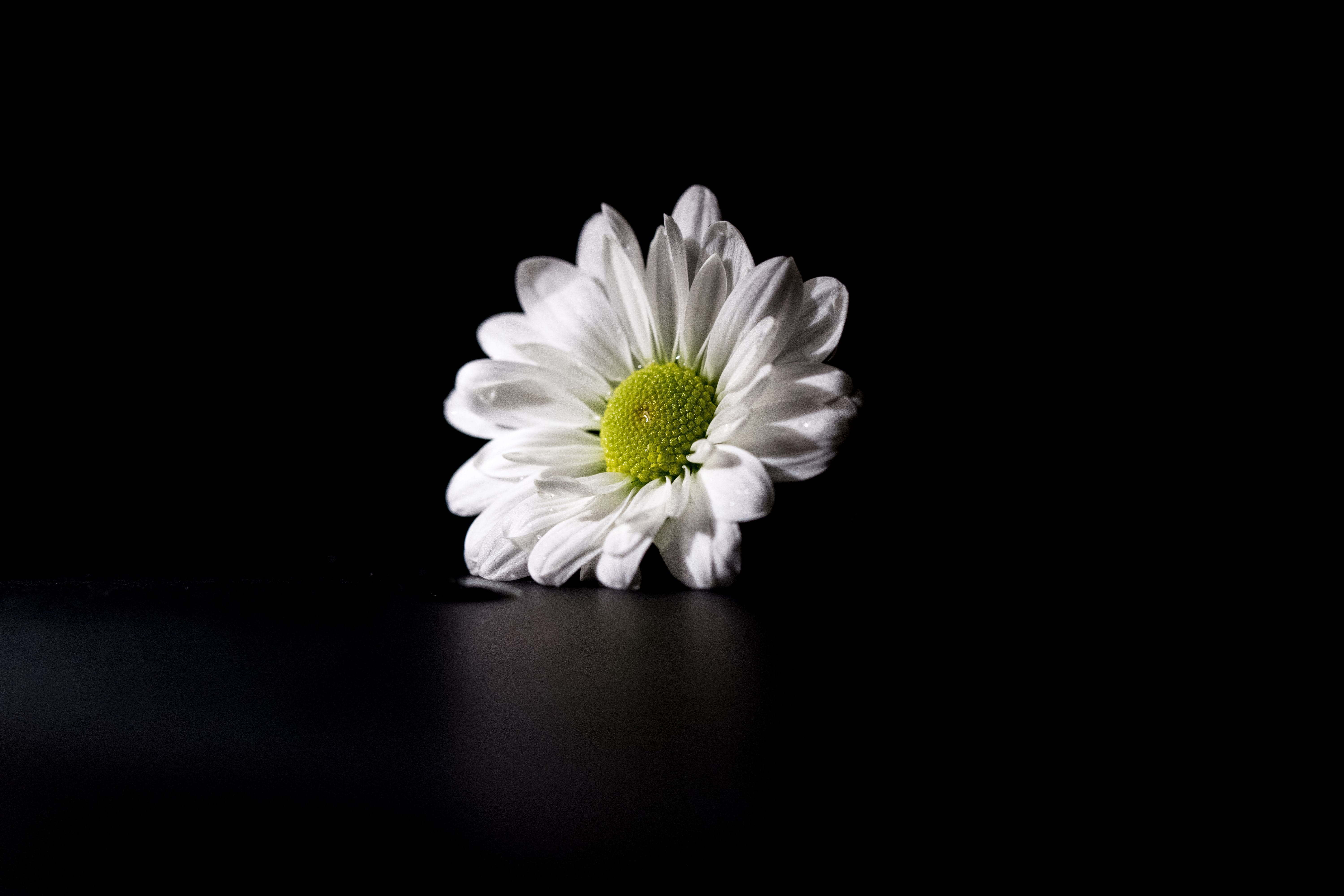 White flower captured on a dark background nature flowers daisy 2k 4k 5k