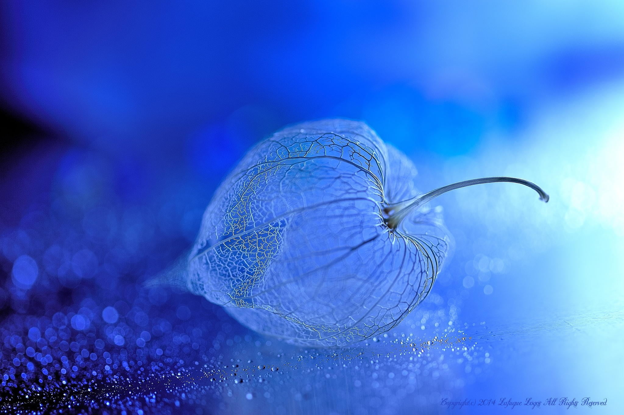 white flower closeup photo of plant flowers macro Chinese lantern 2k