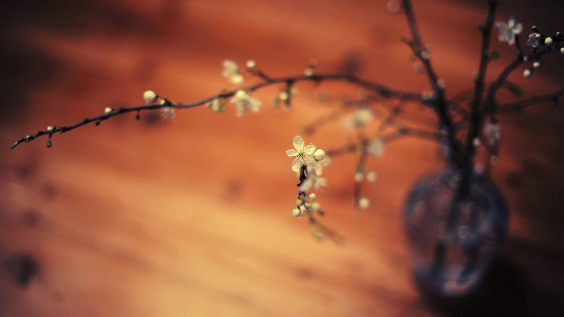 white flowers twigs depth of field macro flowerpot blurred 2k