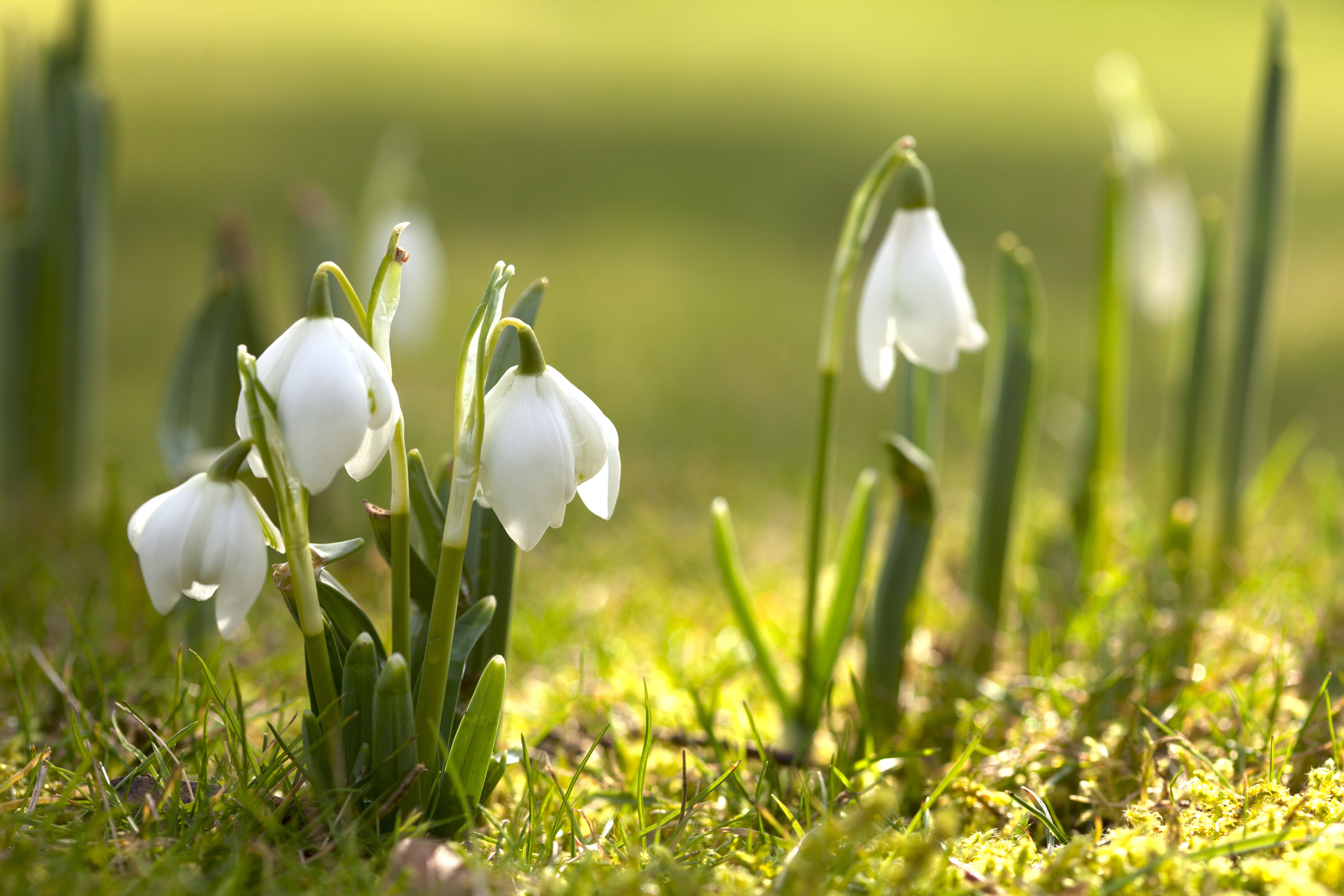 white petaled flower flowers nature spring snowdrops flowering 2k 4k 5k