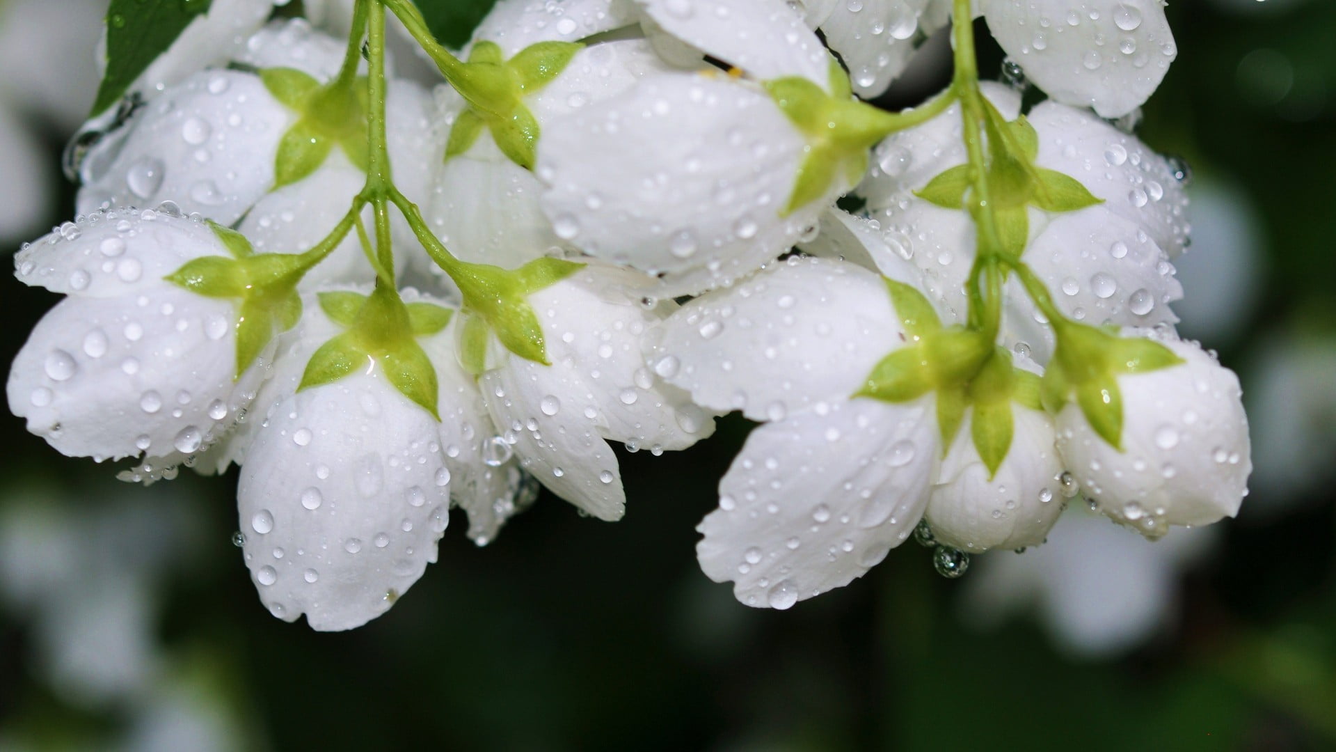 white petaled flowers of selective focus photography macro water drops 2k