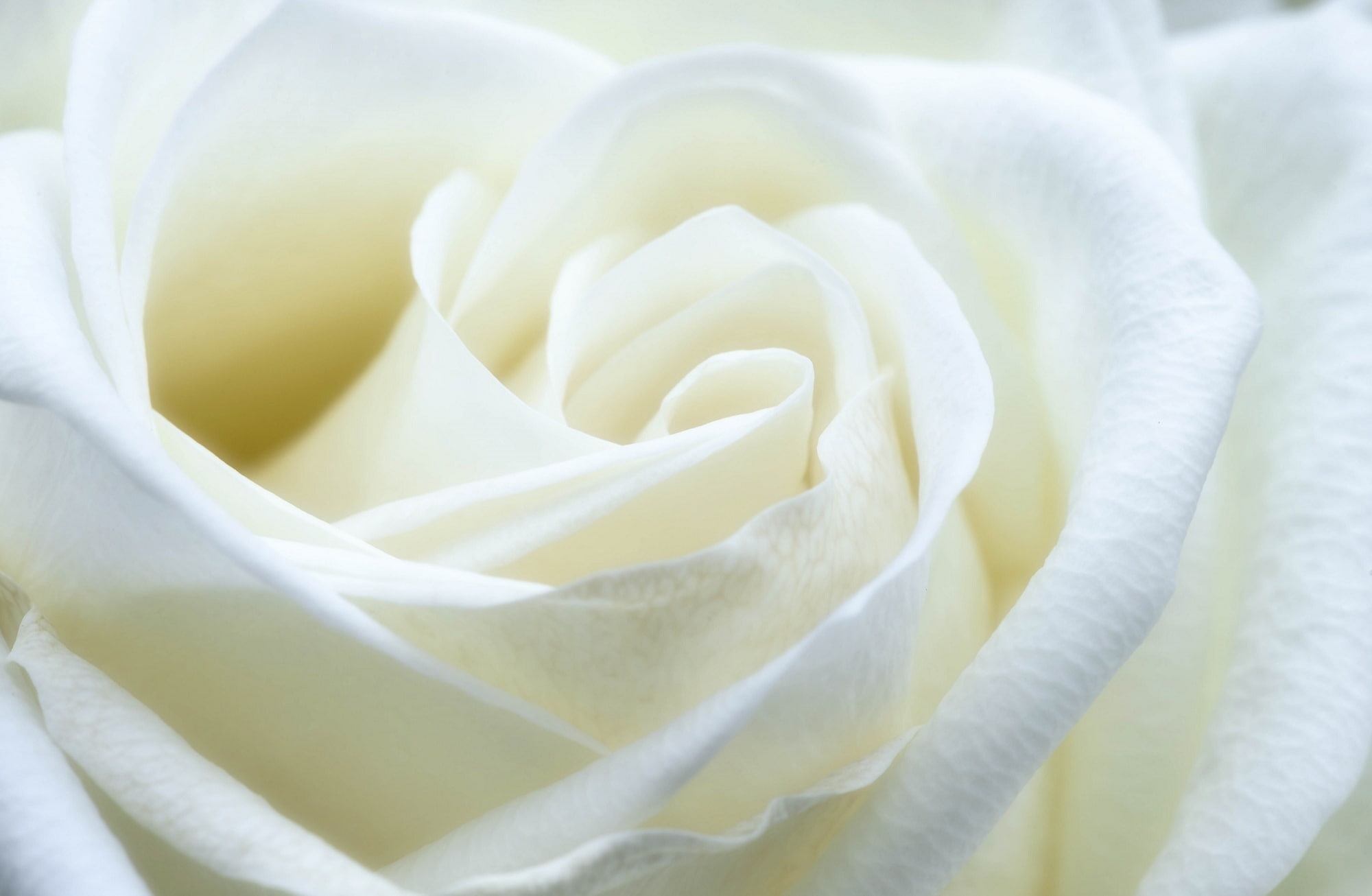 White Rose white rose Aero Flower Love Macro Close Symbol 2k