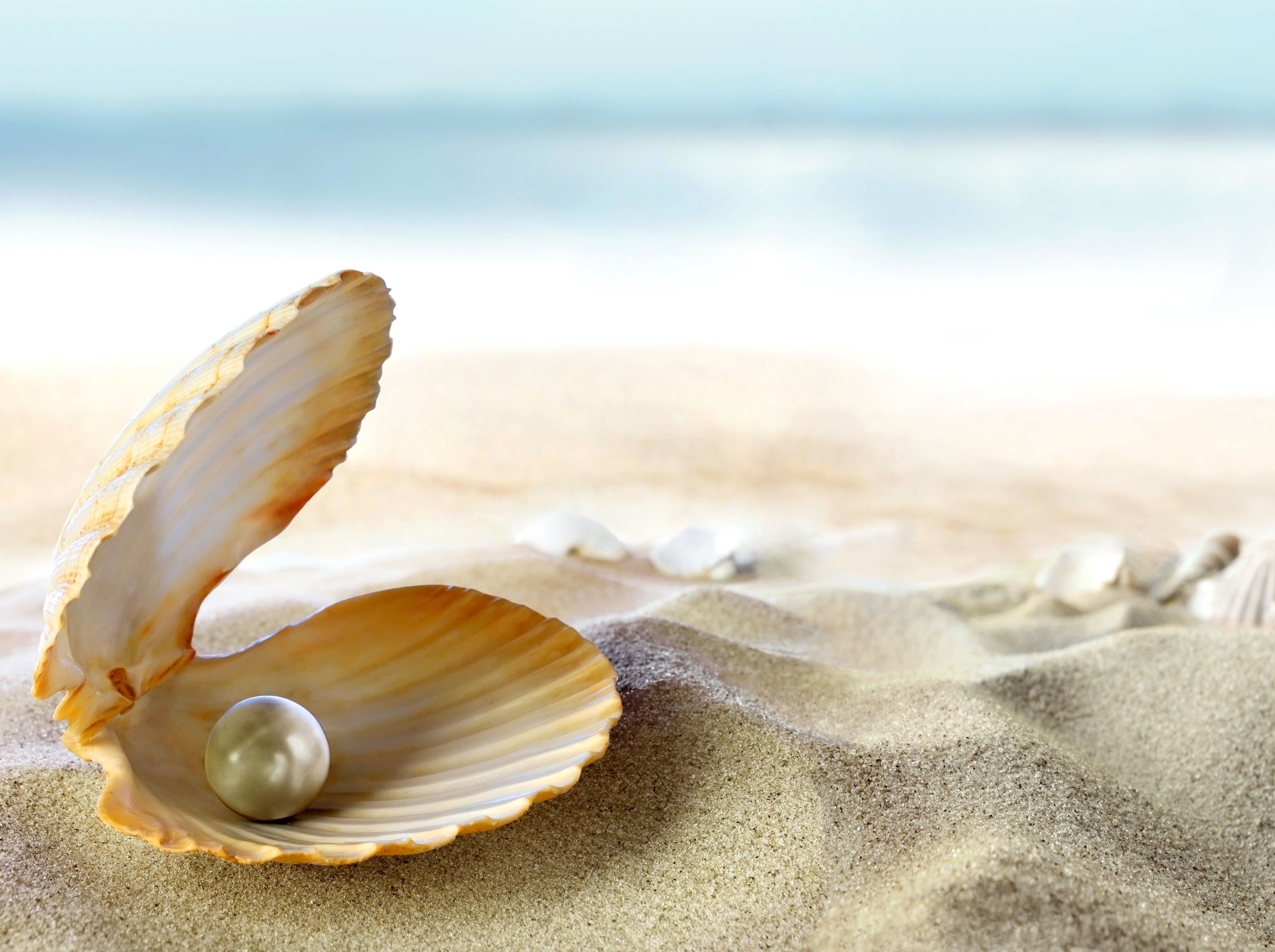 white seashell sand beach the sun tropics ocean pearl 2k 4k 5k