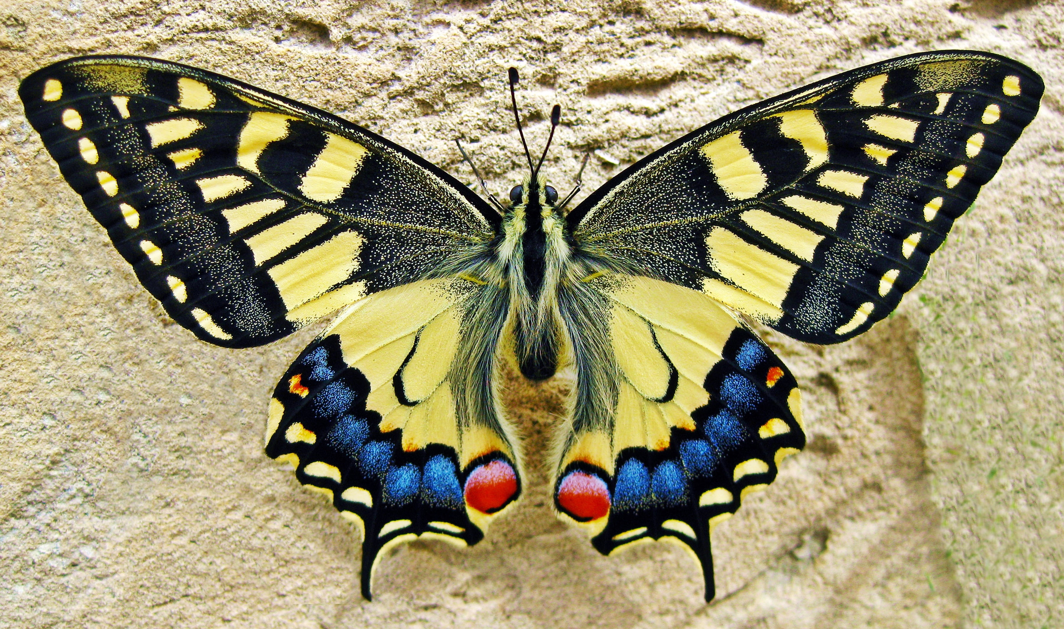 yellow and blue butterfly swallow tailed insect nature 2k 4k