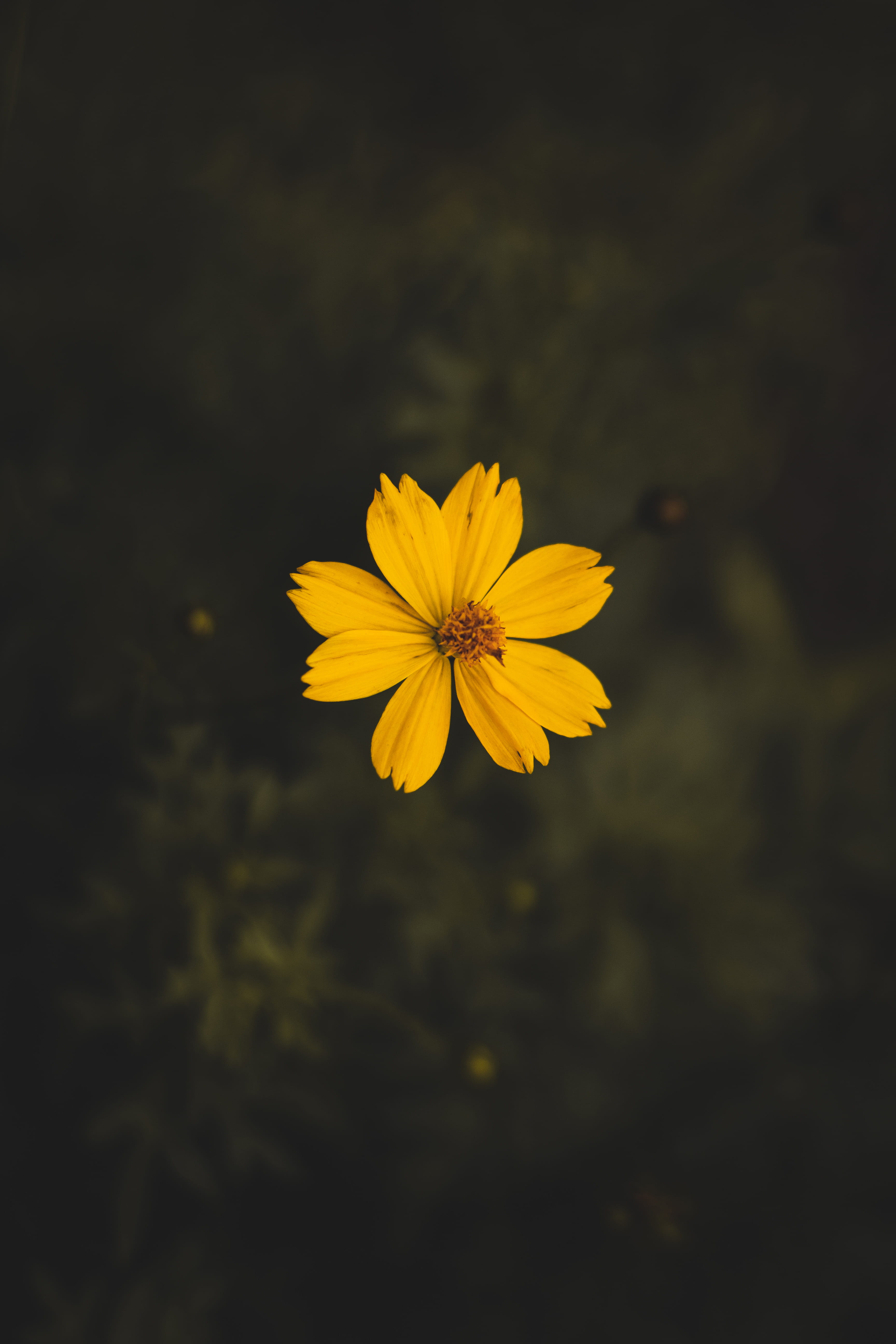 Yellow Cosmos Flower Close up Photography bloom blossom flora 2k
