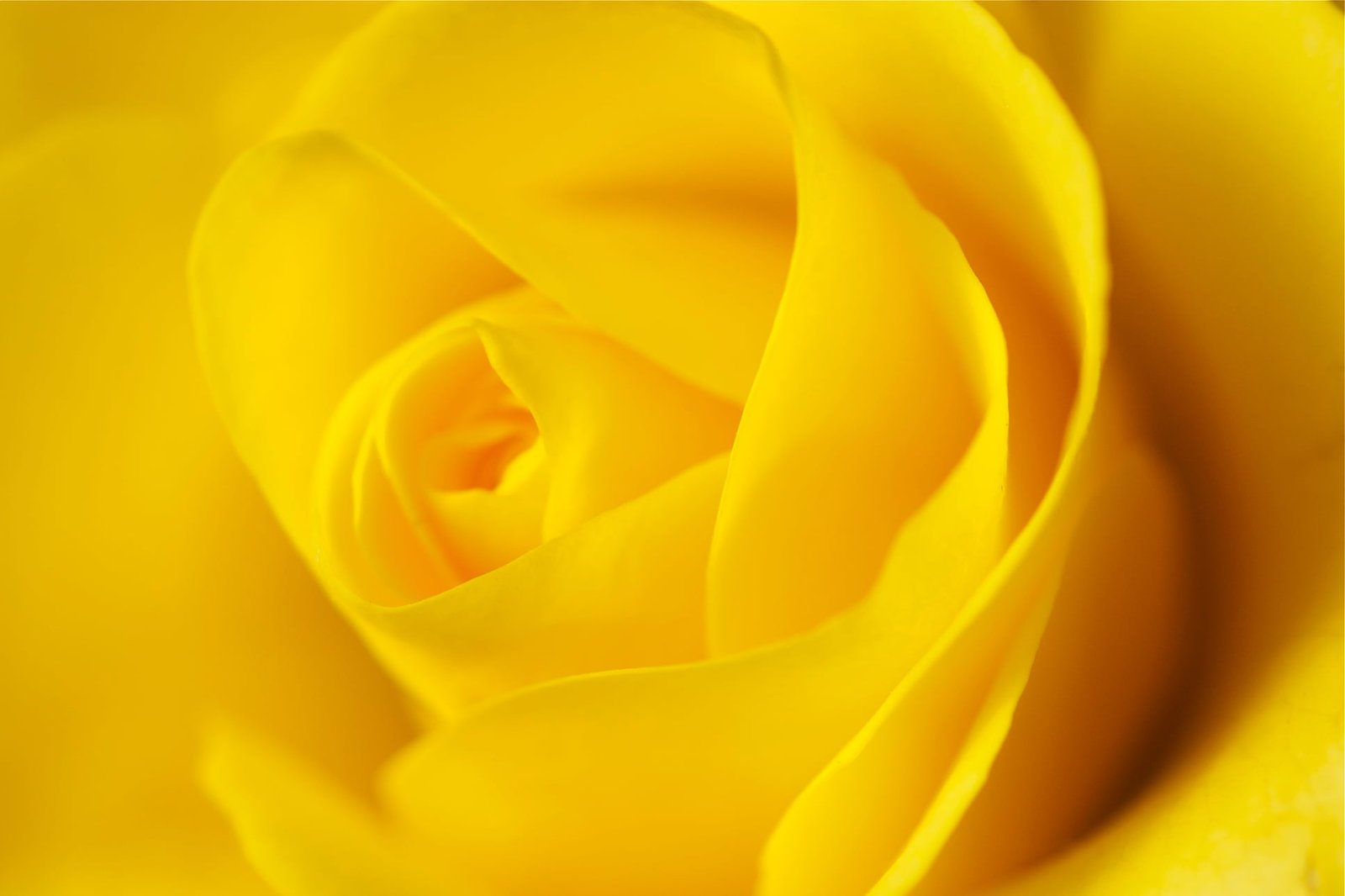 yellow rose beauty nature nikon petal flower close up 2k
