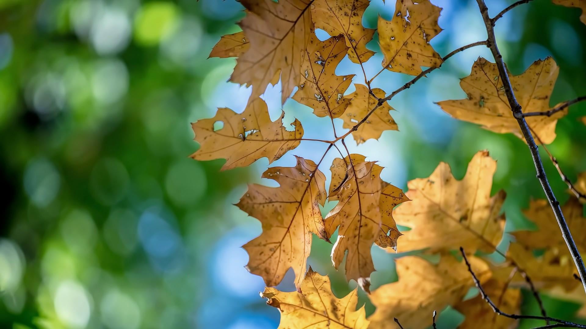 autumn leaf blurry bokeh leaves twig photography branch 2k
