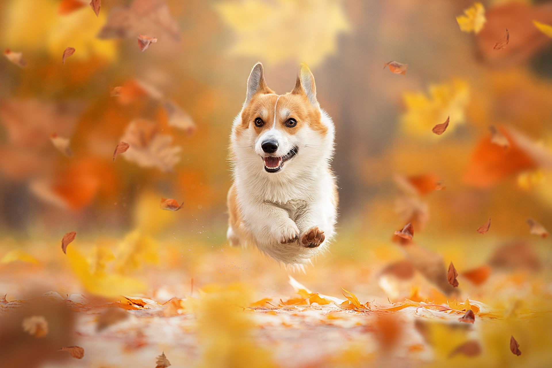 autumn leaves mood jump dog flight walk bokeh doggie 2k
