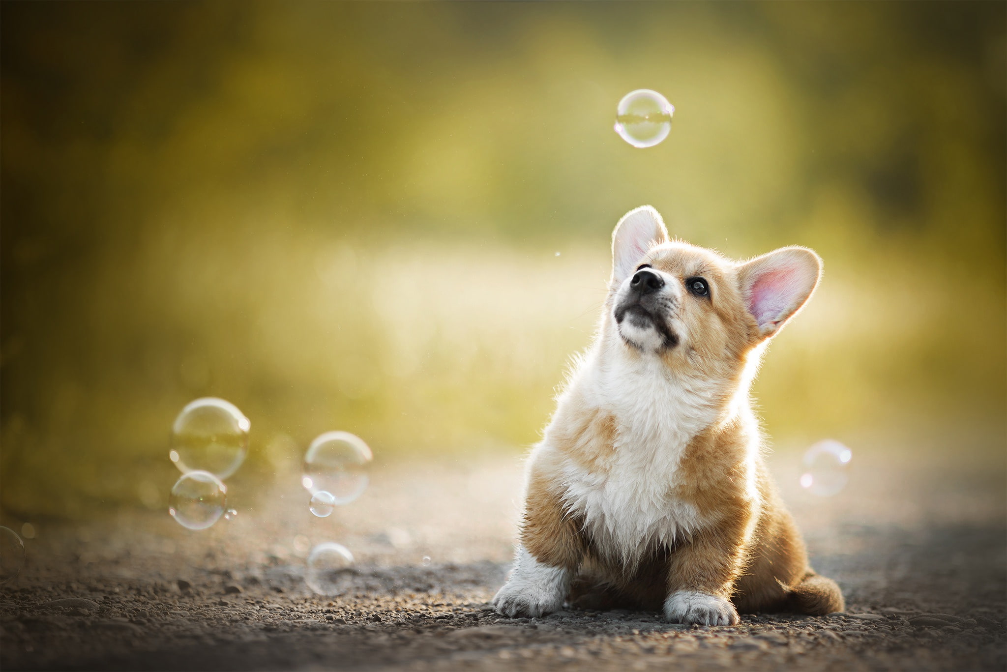 baby bubbles puppy bokeh doggie Welsh Corgi 2k