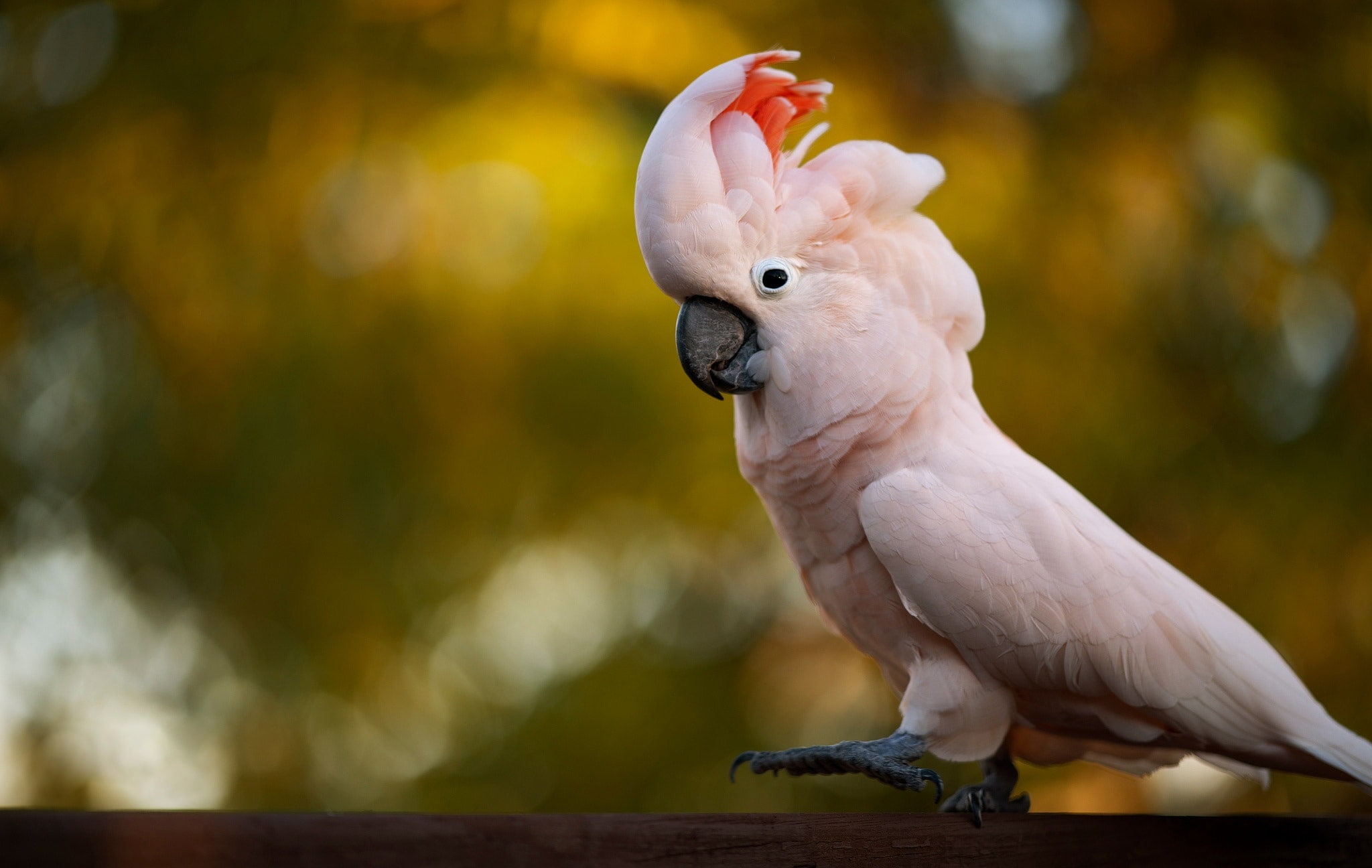 background pink bird bokeh cockatoo 2k