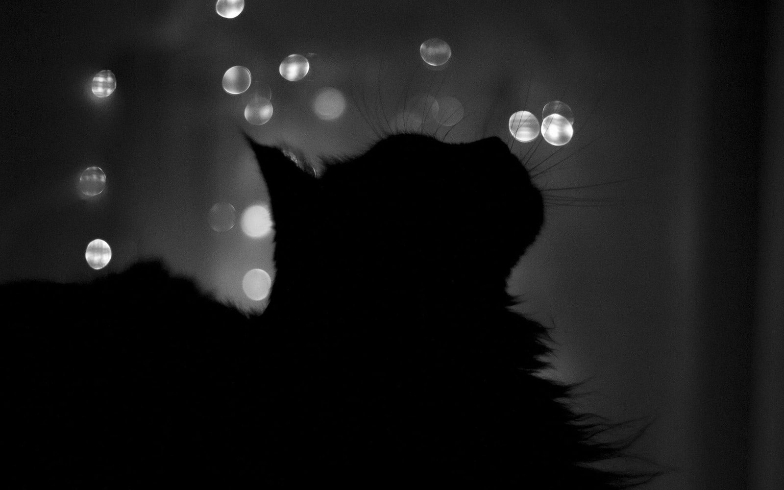black cat night silhouette bokeh animals monochrome indoors 2k