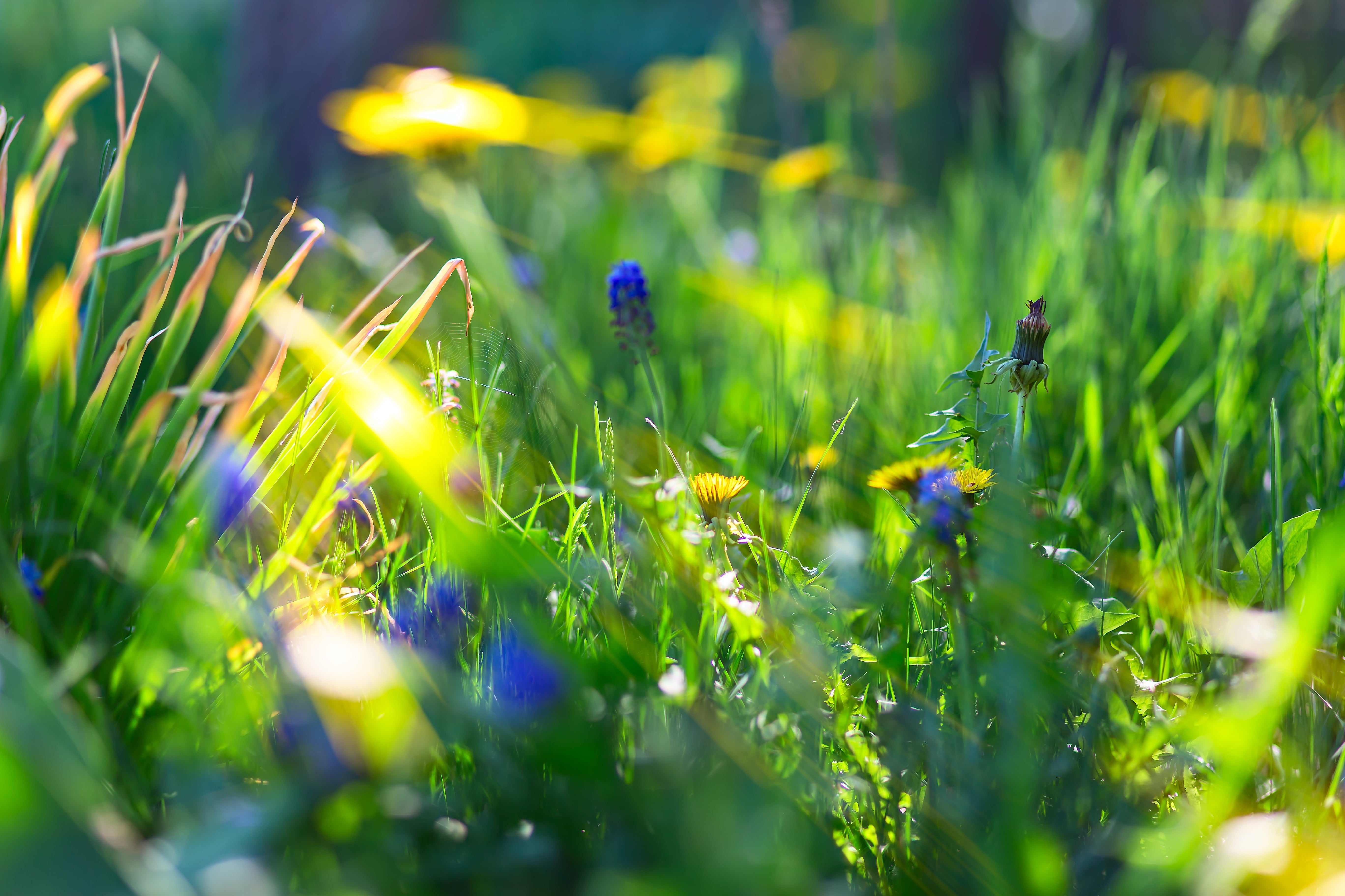 blue flower depth of field bokeh macro sunlight nature grass 2k 4k 5k