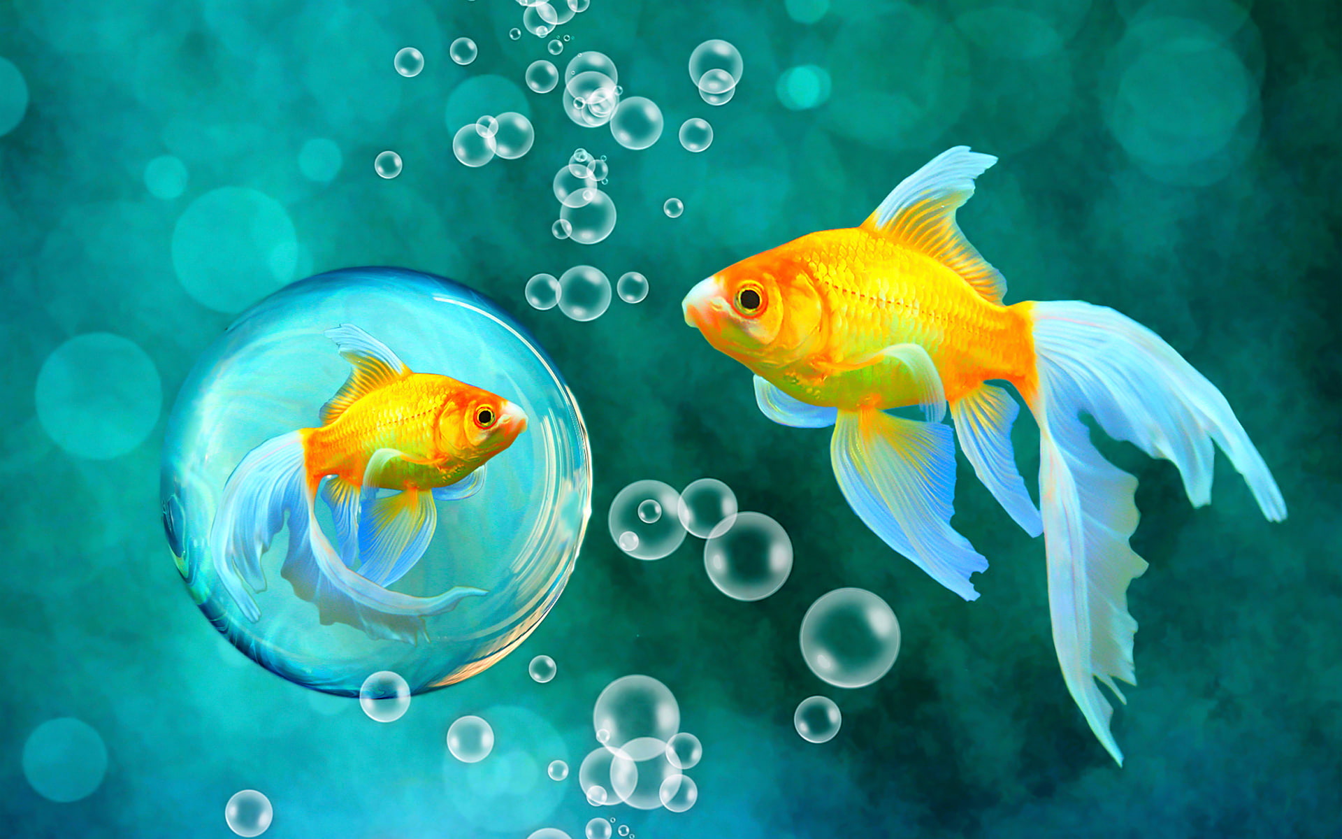 blue bokeh bubbles fish fishes gold goldfish sea underwater 2k
