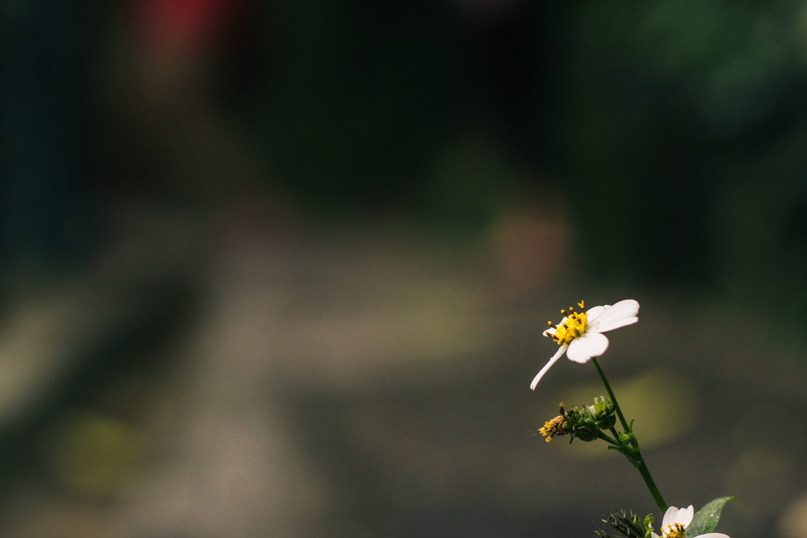 A blooming daisy flower with bokeh effect detail garden plant 2k