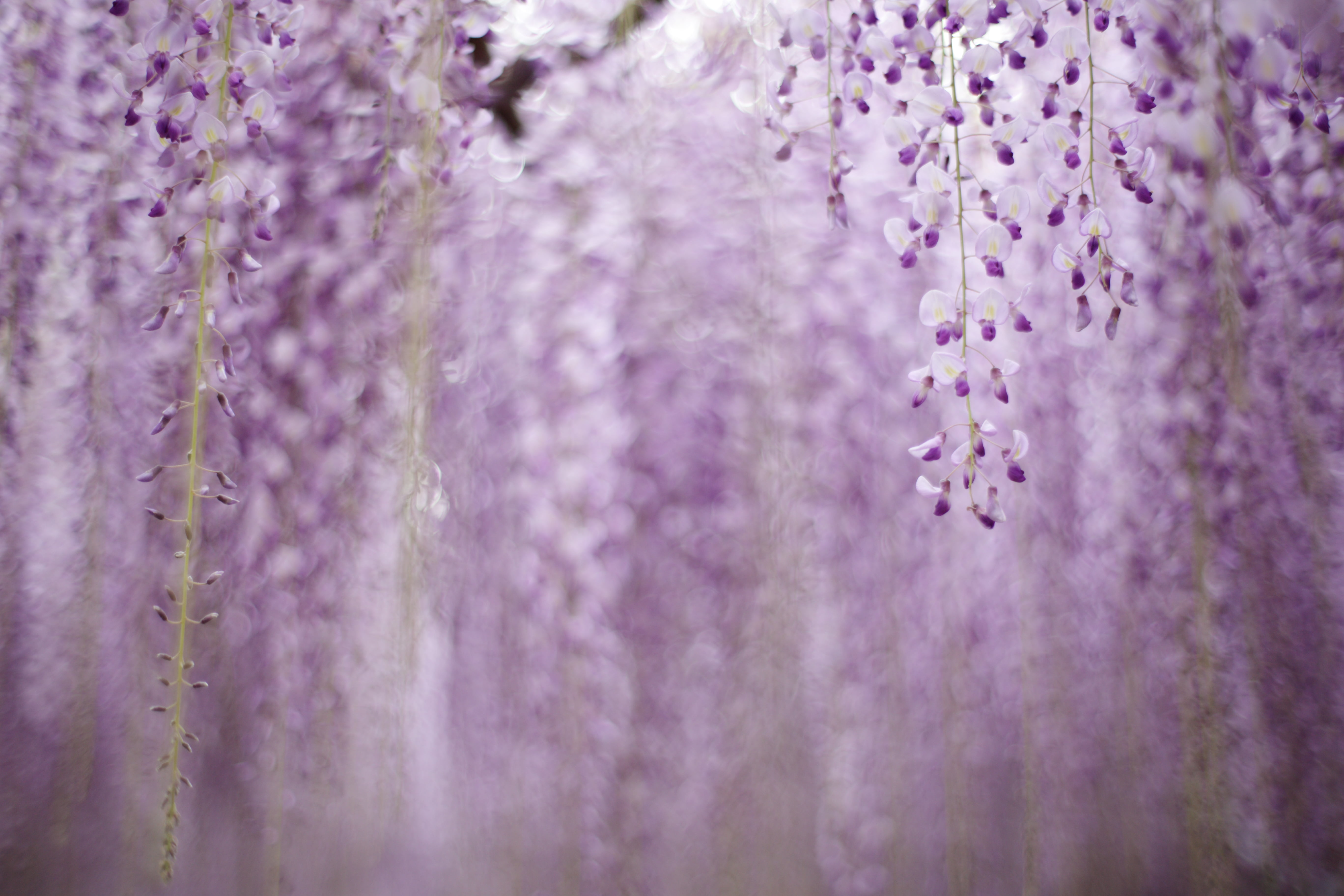 bokeh shot of purple flowers Untitled wisteria nature plant 2k 4k 5k