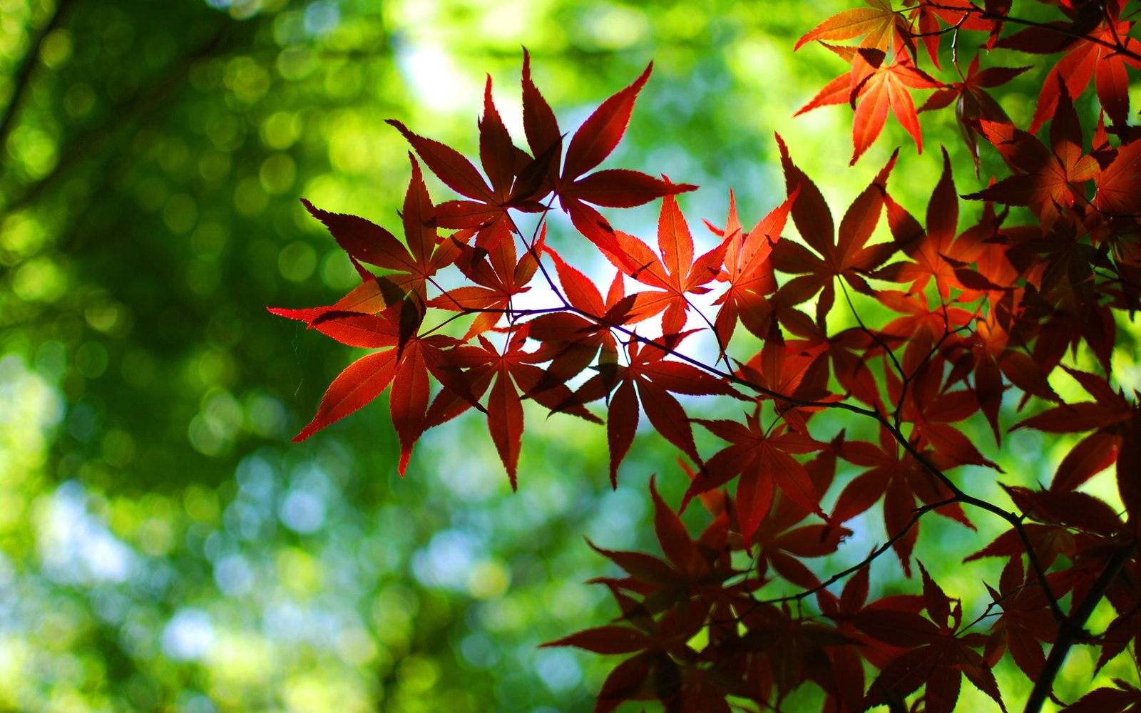 Bokeh green autumn red maple leaves 2k