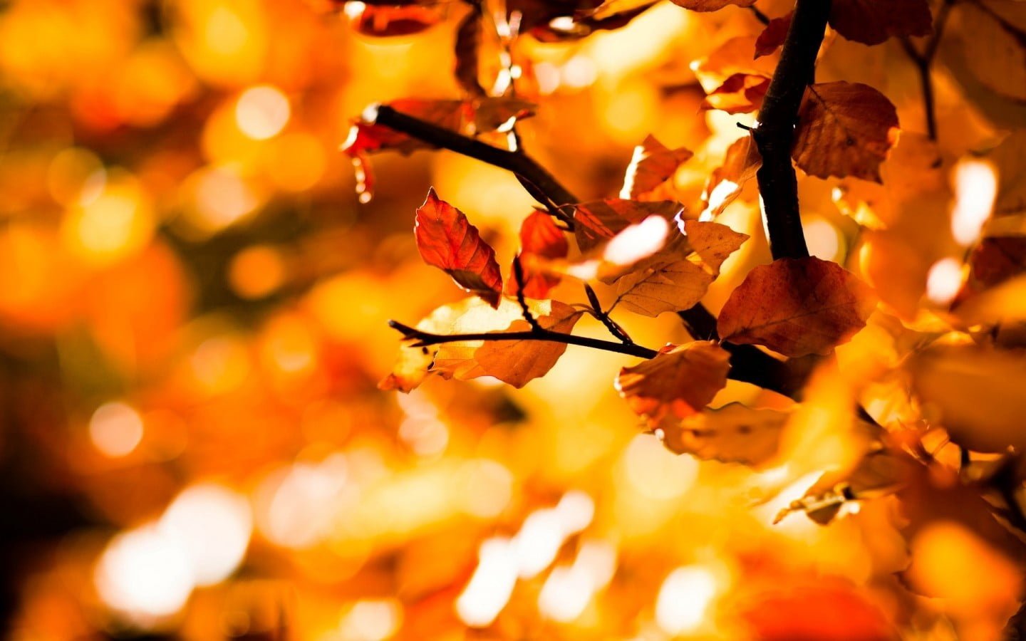 brown leafed plant nature fall leaves depth of field bokeh