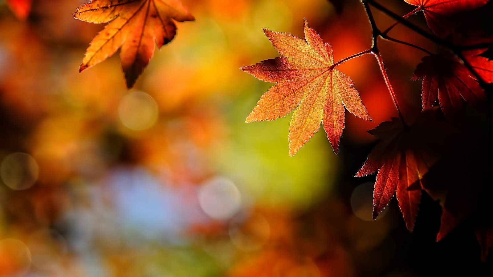brown maple leaf macro depth of field leaves 2k