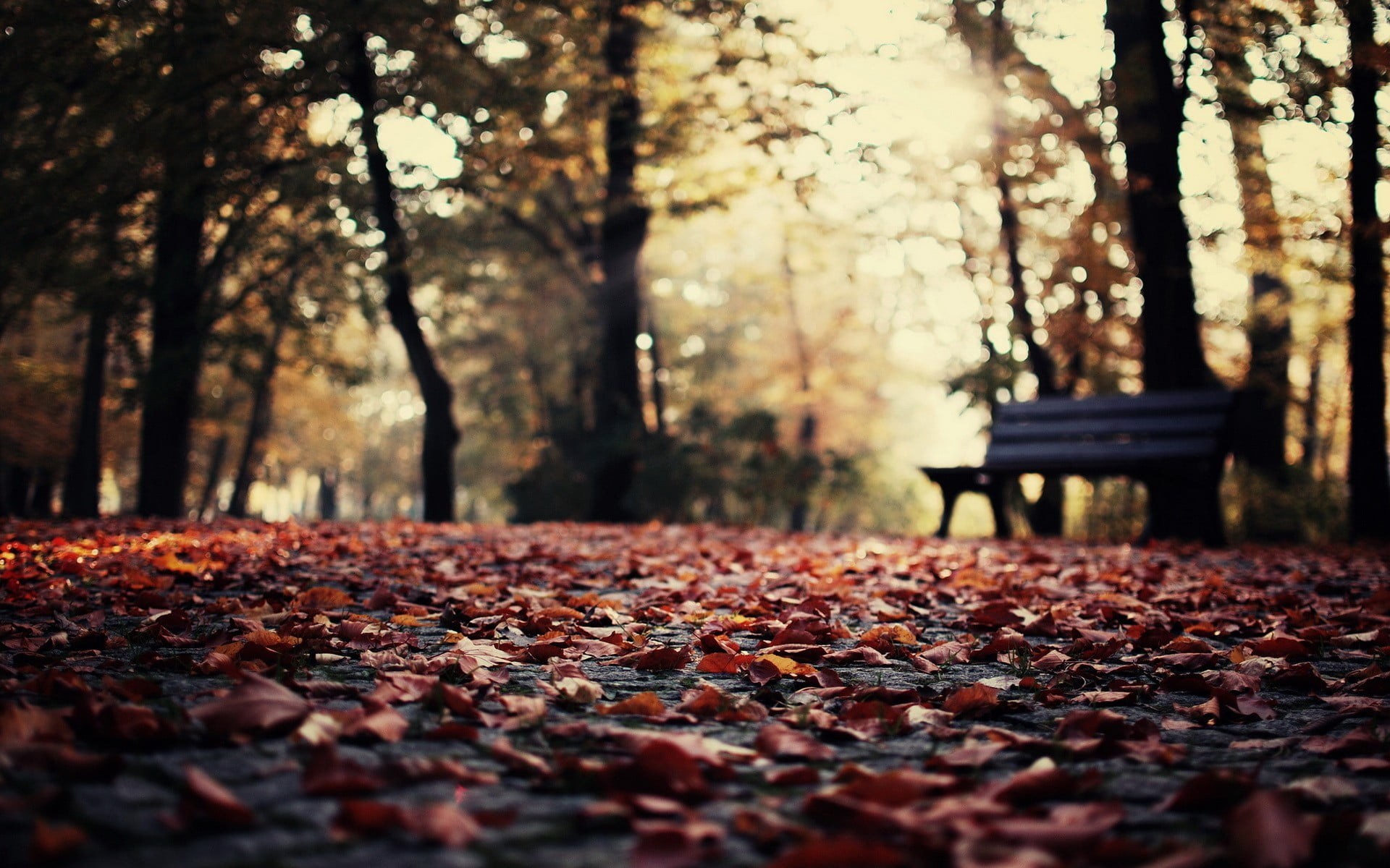 brown wooden bench surrounding with trees at daytime 2k