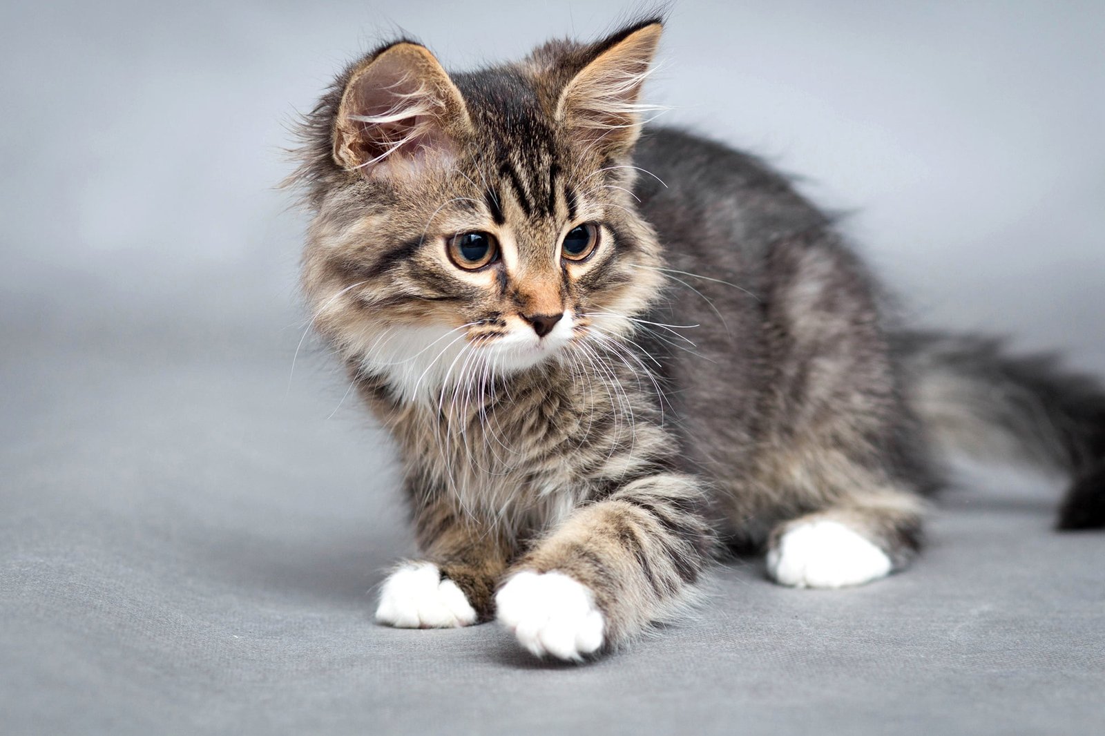 cat background muzzle kitty bokeh 2k