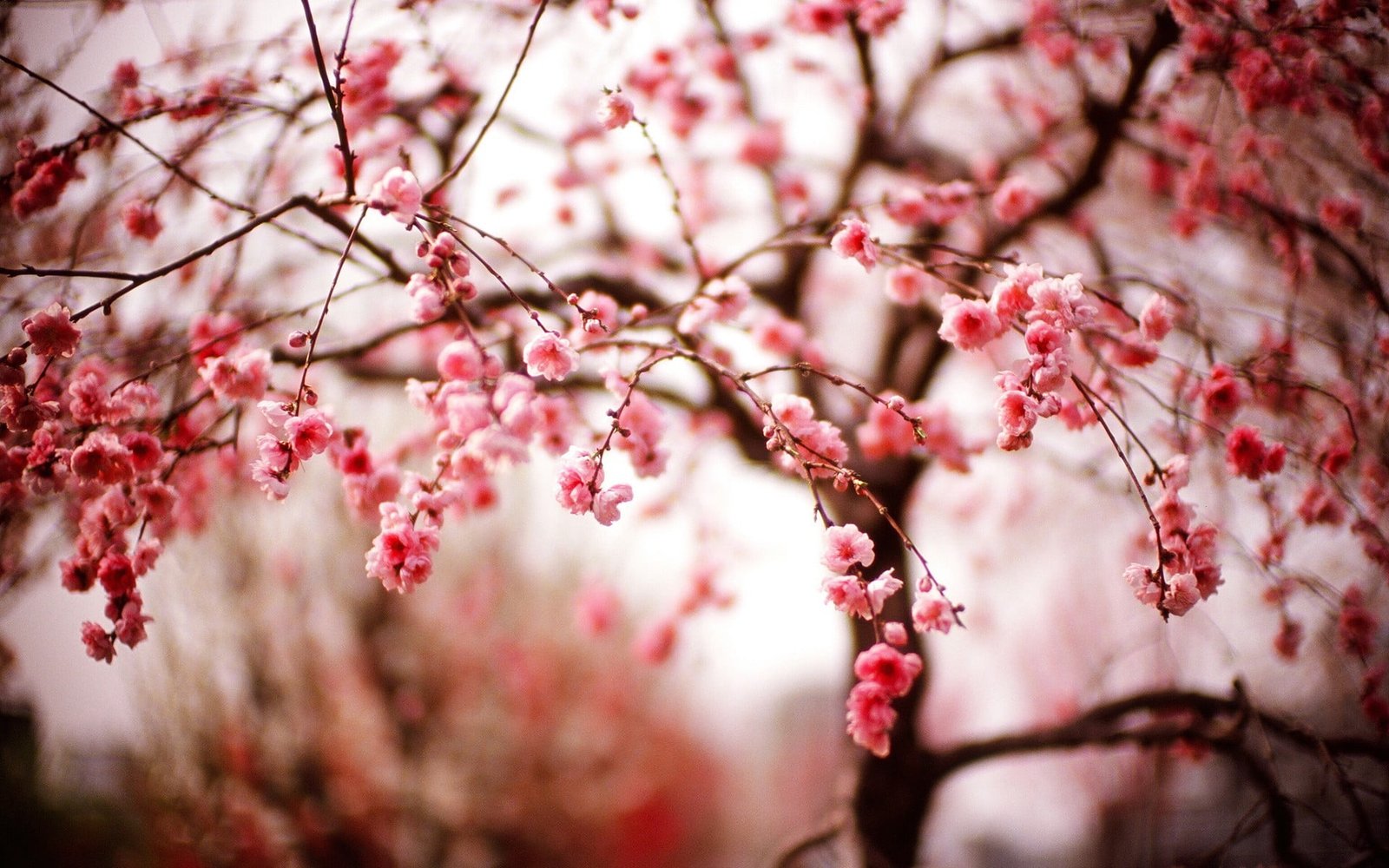 cherry blossom bokeh photography of trees macro 2k