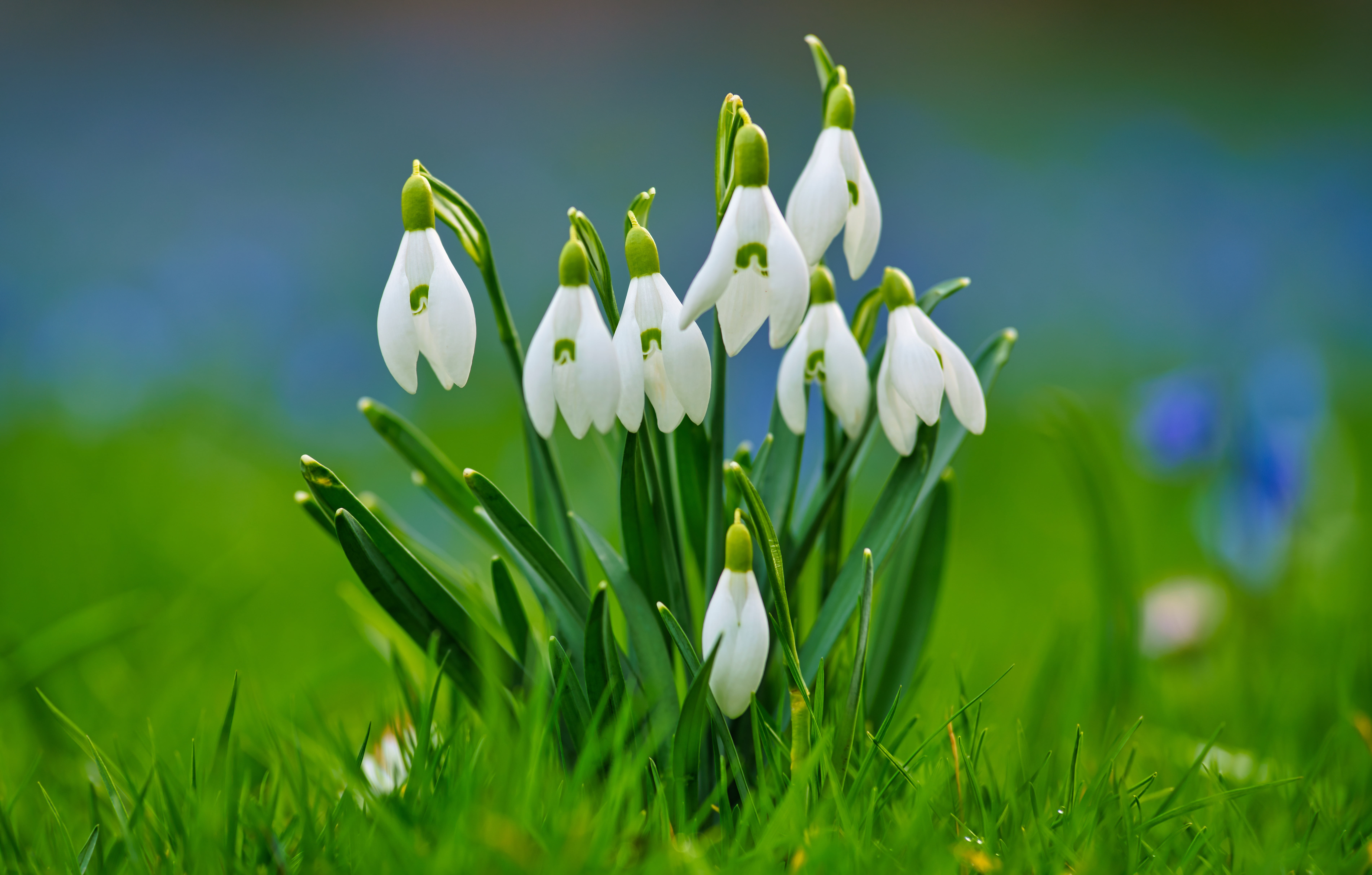 grass background spring snowdrops bokeh 2k 4k 5k 8k
