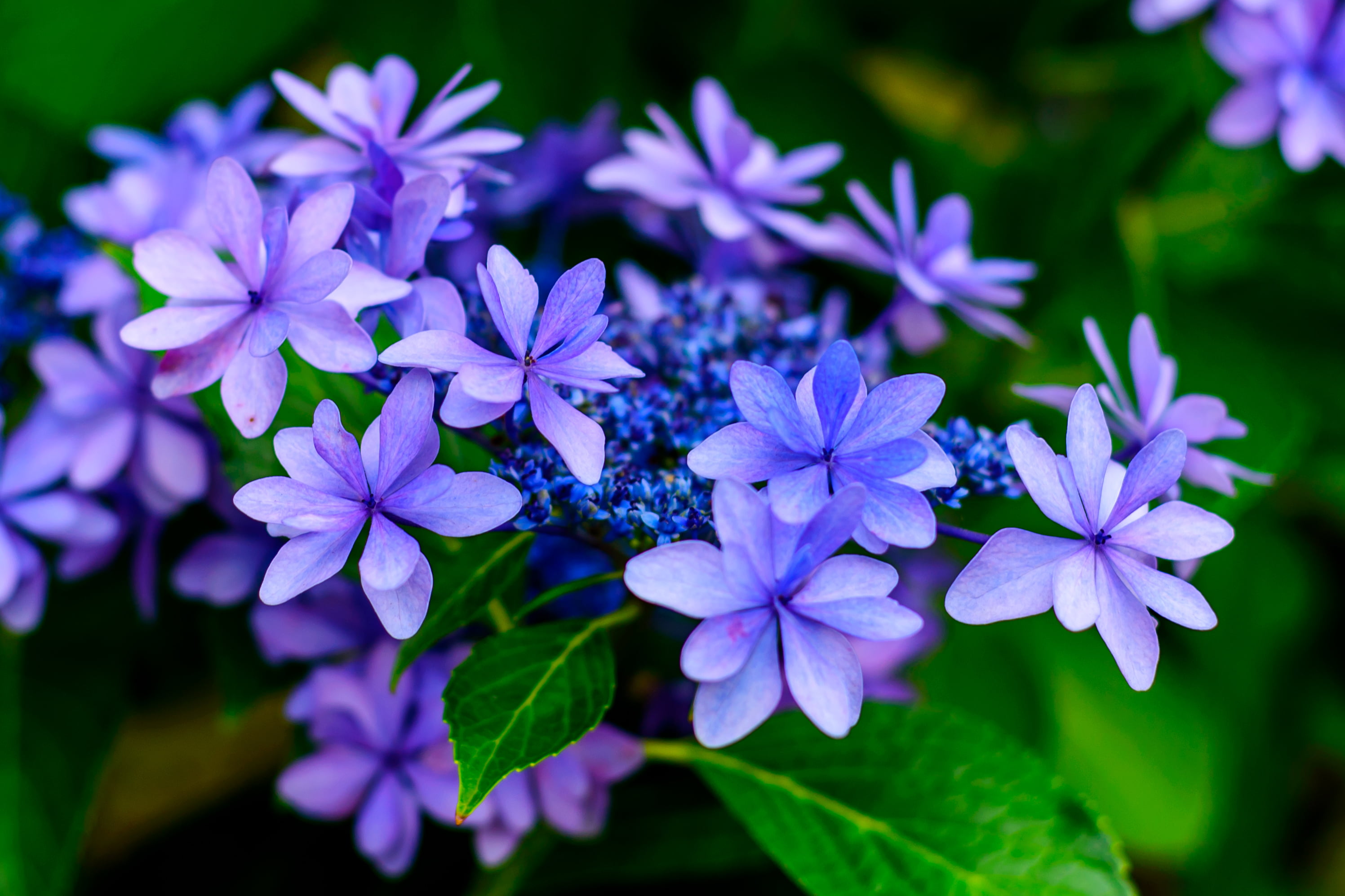 close up photography of purple petaled flower Japanese Hydrangea 2k