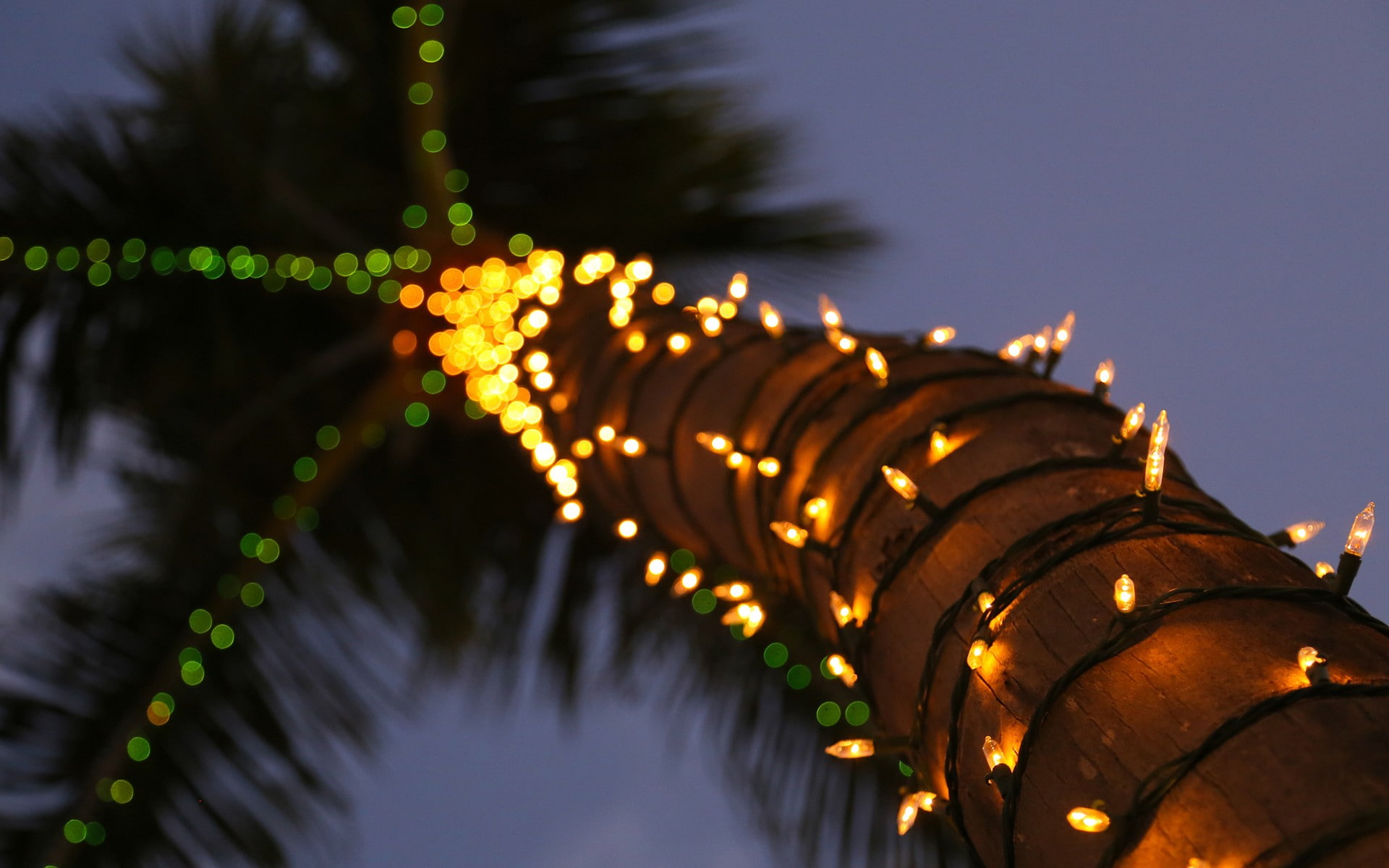 coconut tree with string lights palm trees decorations bokeh 2k