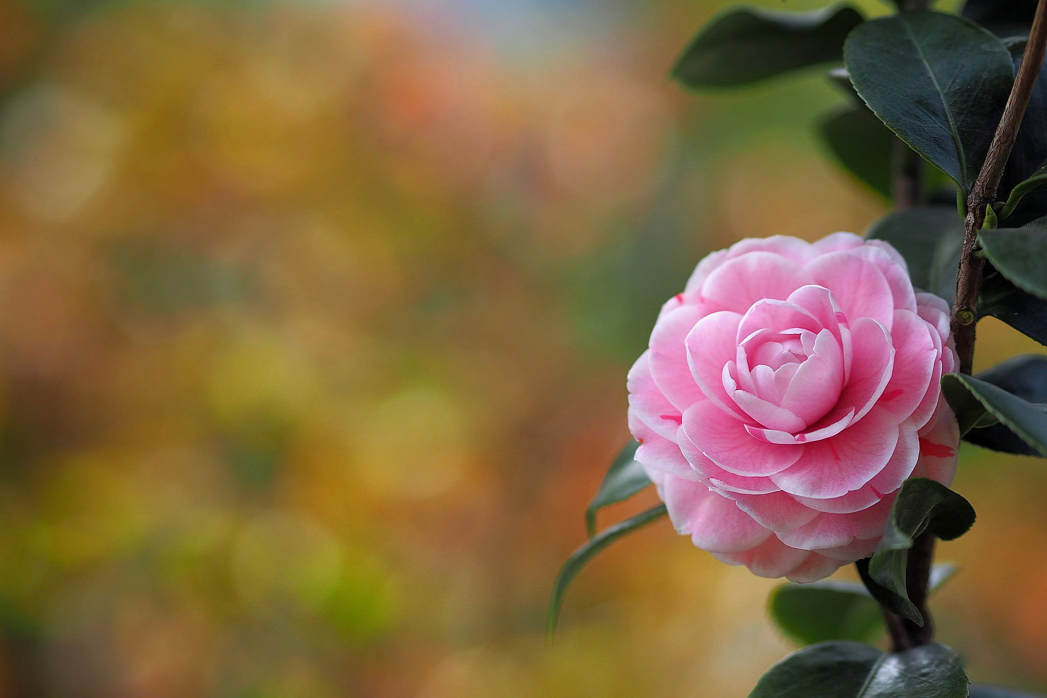 flower bokeh Camellia 2k