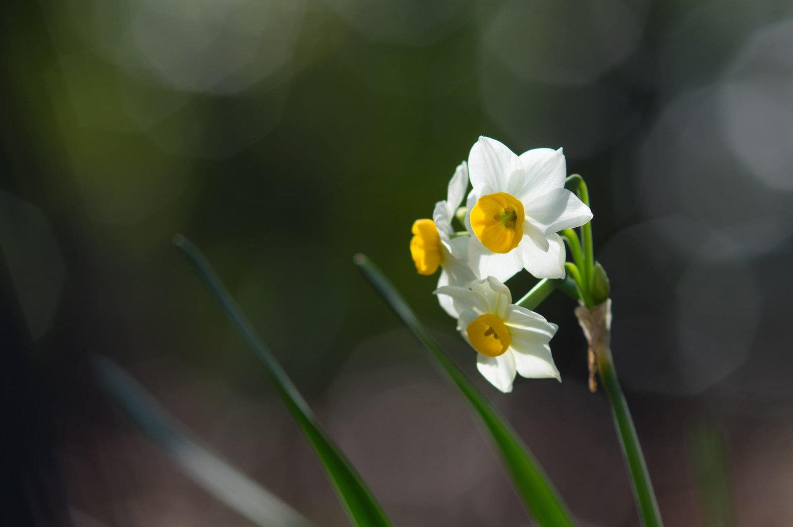 flowers nature macro colorful daffodils bokeh flowering plant 2k