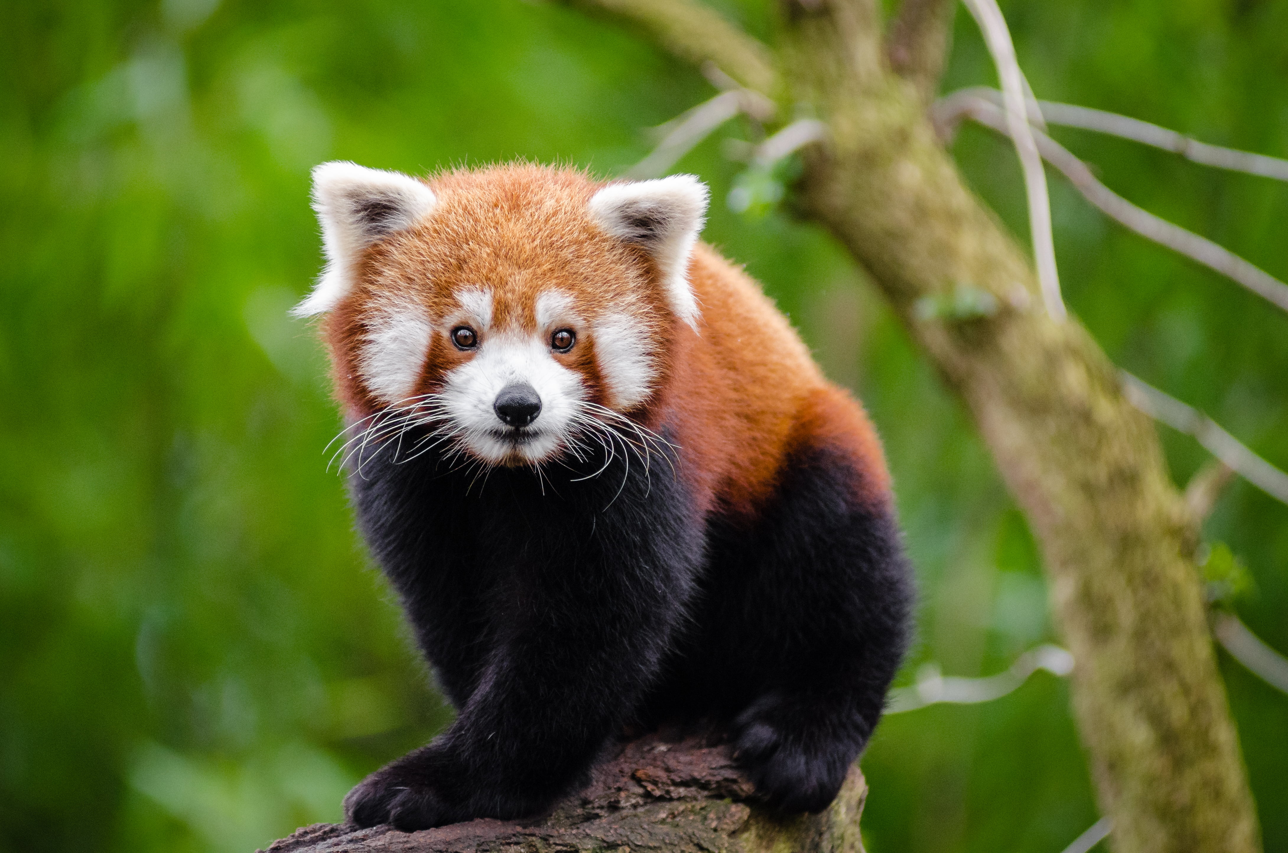 focus photo of black and brown fur animal at the branch tree red panda 2k 4k