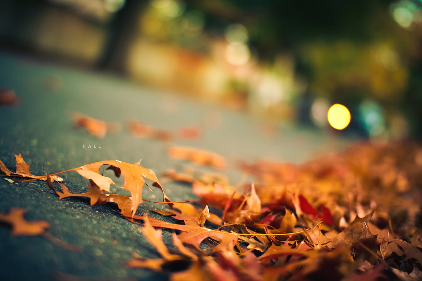 focus photography of dried leaf autumn fall season cool weather