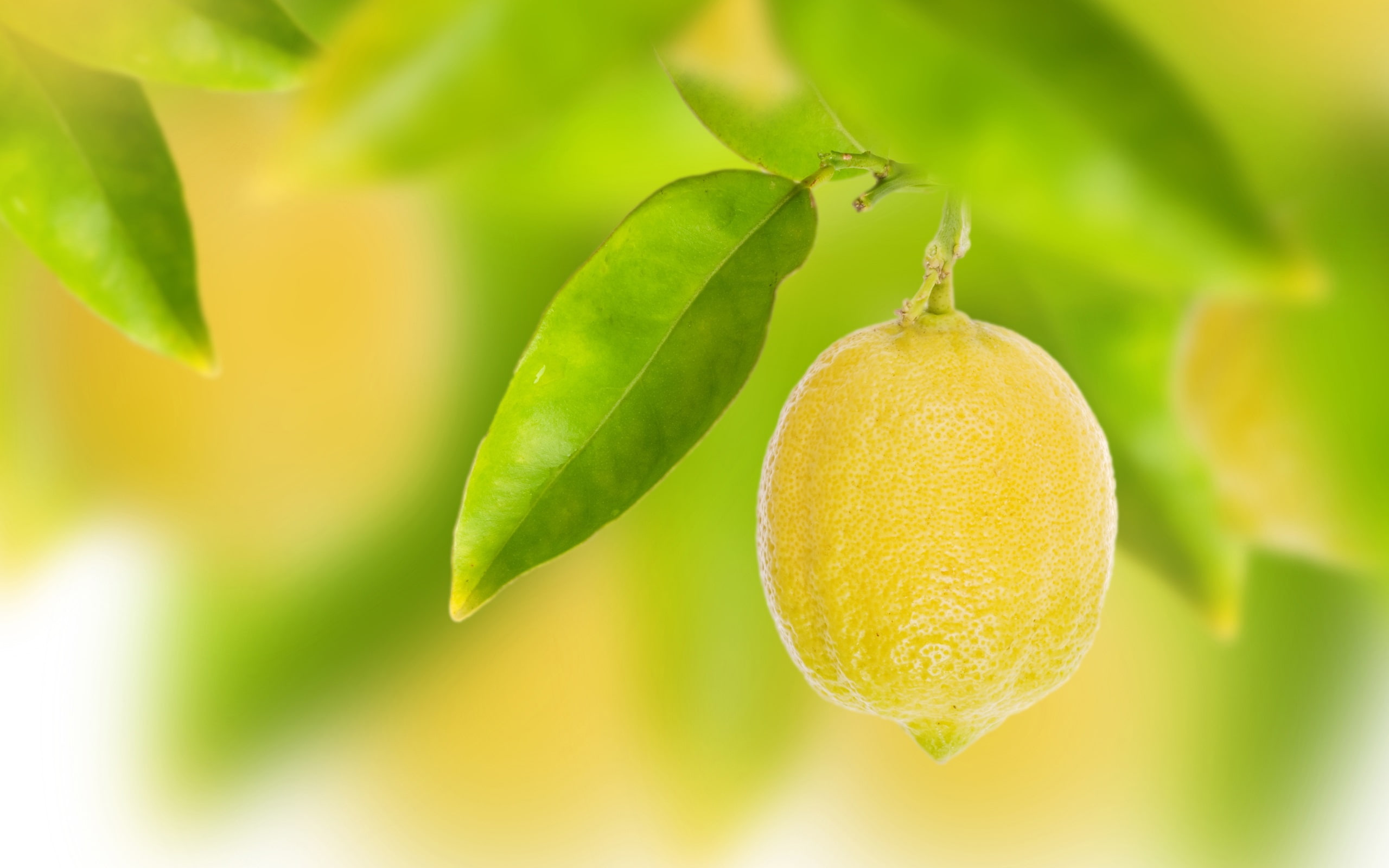 Fruit yellow lemon leaves bokeh 2k