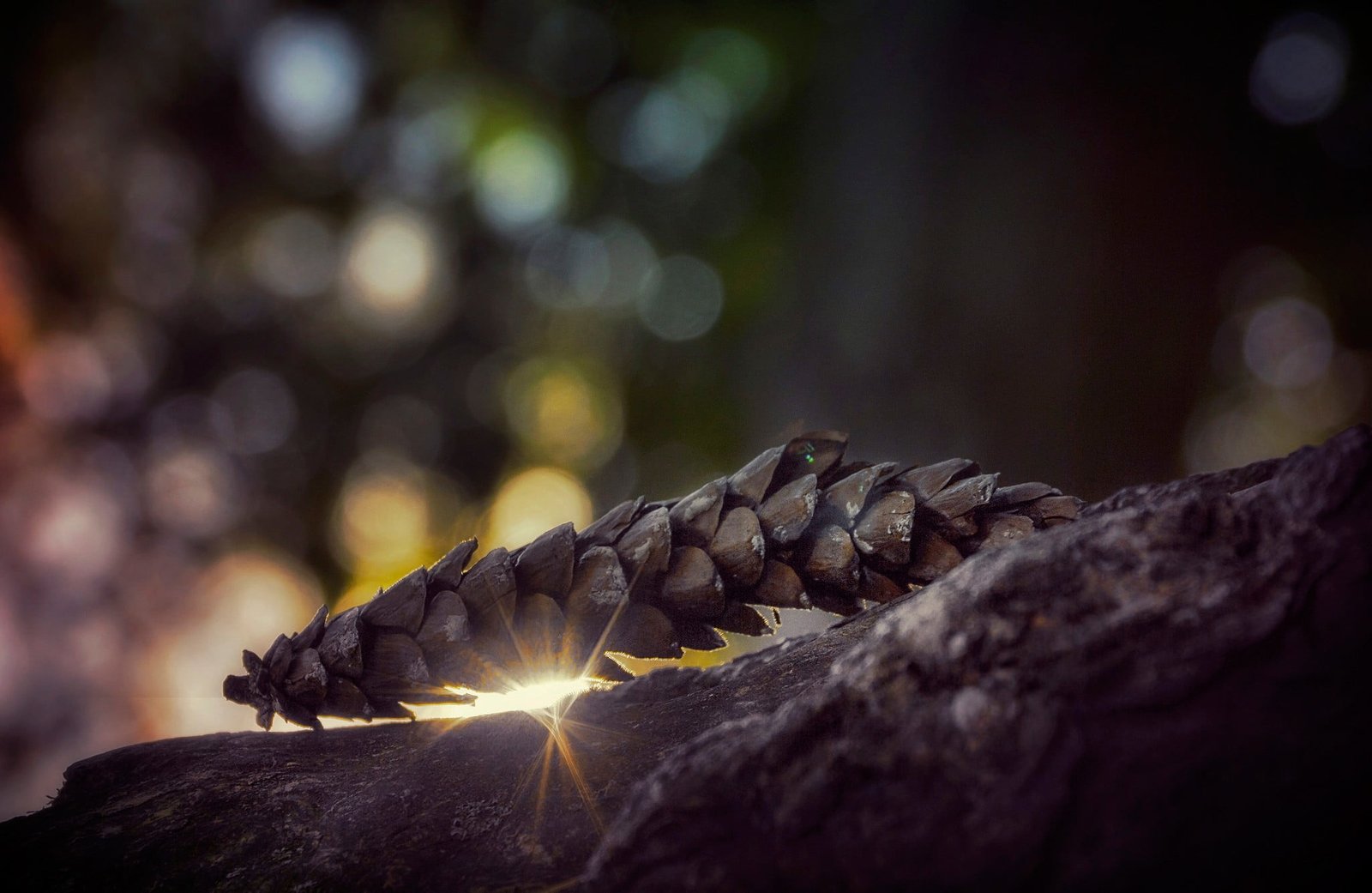 gray pine cone shallow focus photography of brown dried plant 2k