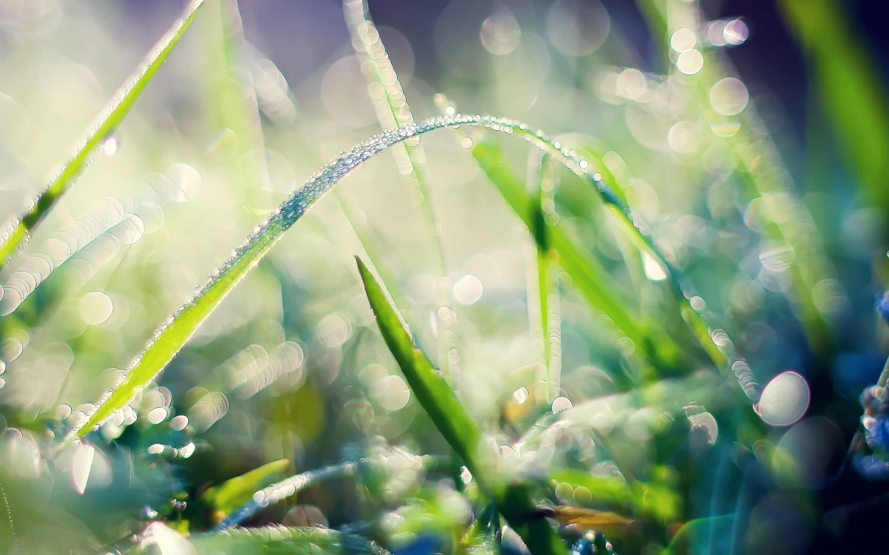green grass plants nature water drops macro bokeh color 2k
