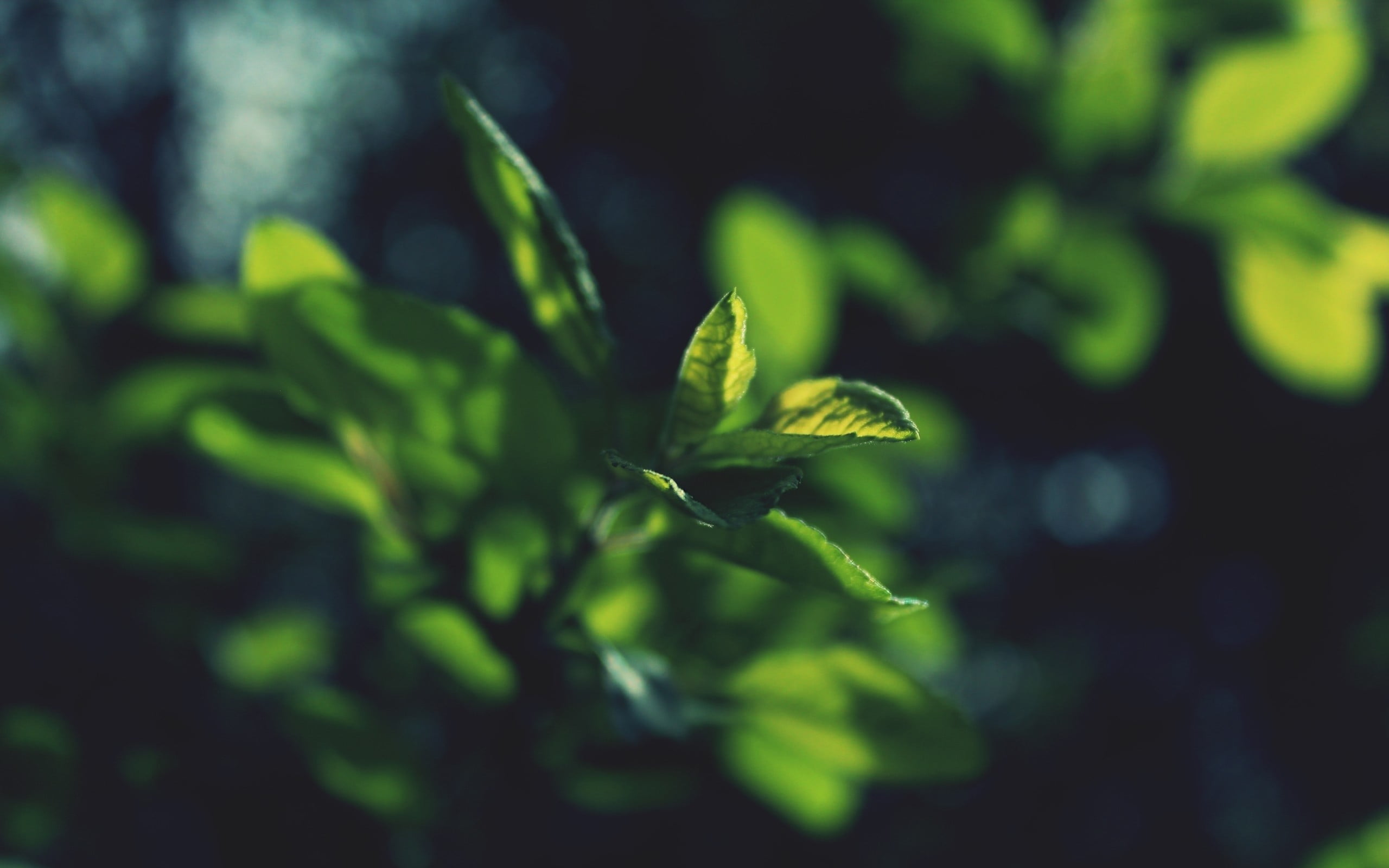 green leafed plant shallow focus of plants 2k