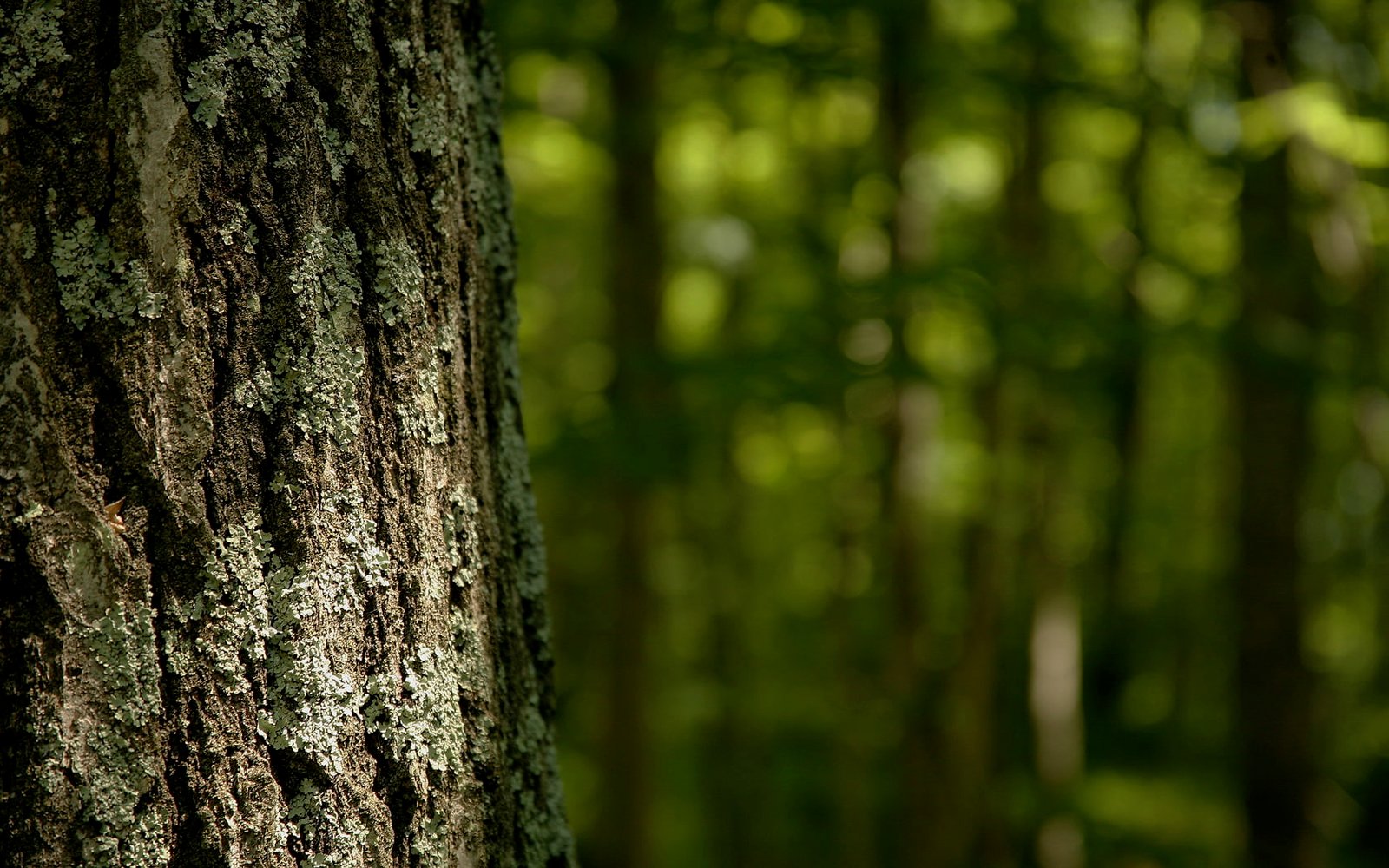 Green Trees Forest Bokeh HD nature 2k