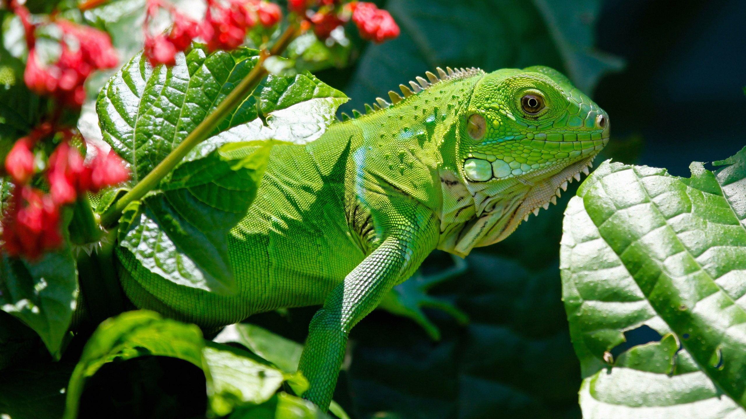 iguana reptiles green animals bokeh plants outdoors lizards 2k