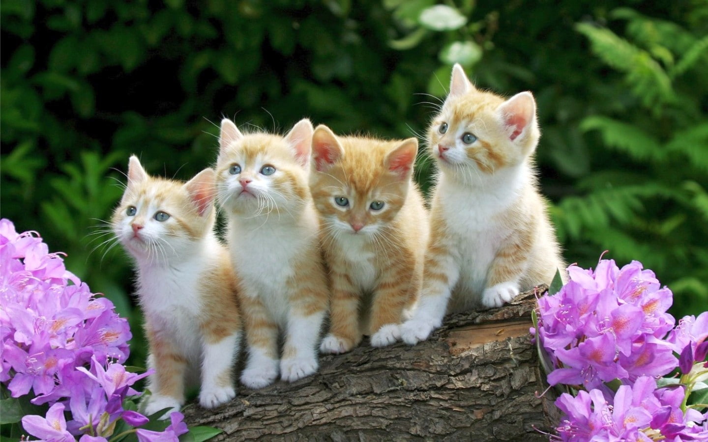 kittens flowers tree bark bokeh animals nature