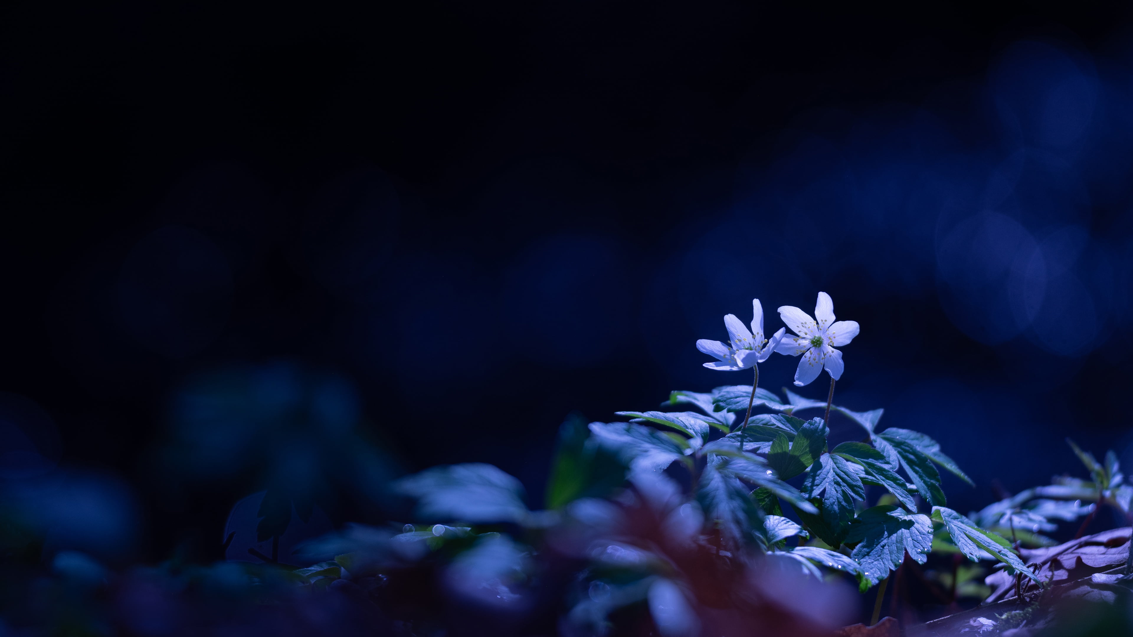 leaves light flowers blue the dark background glade spring 2k 4k