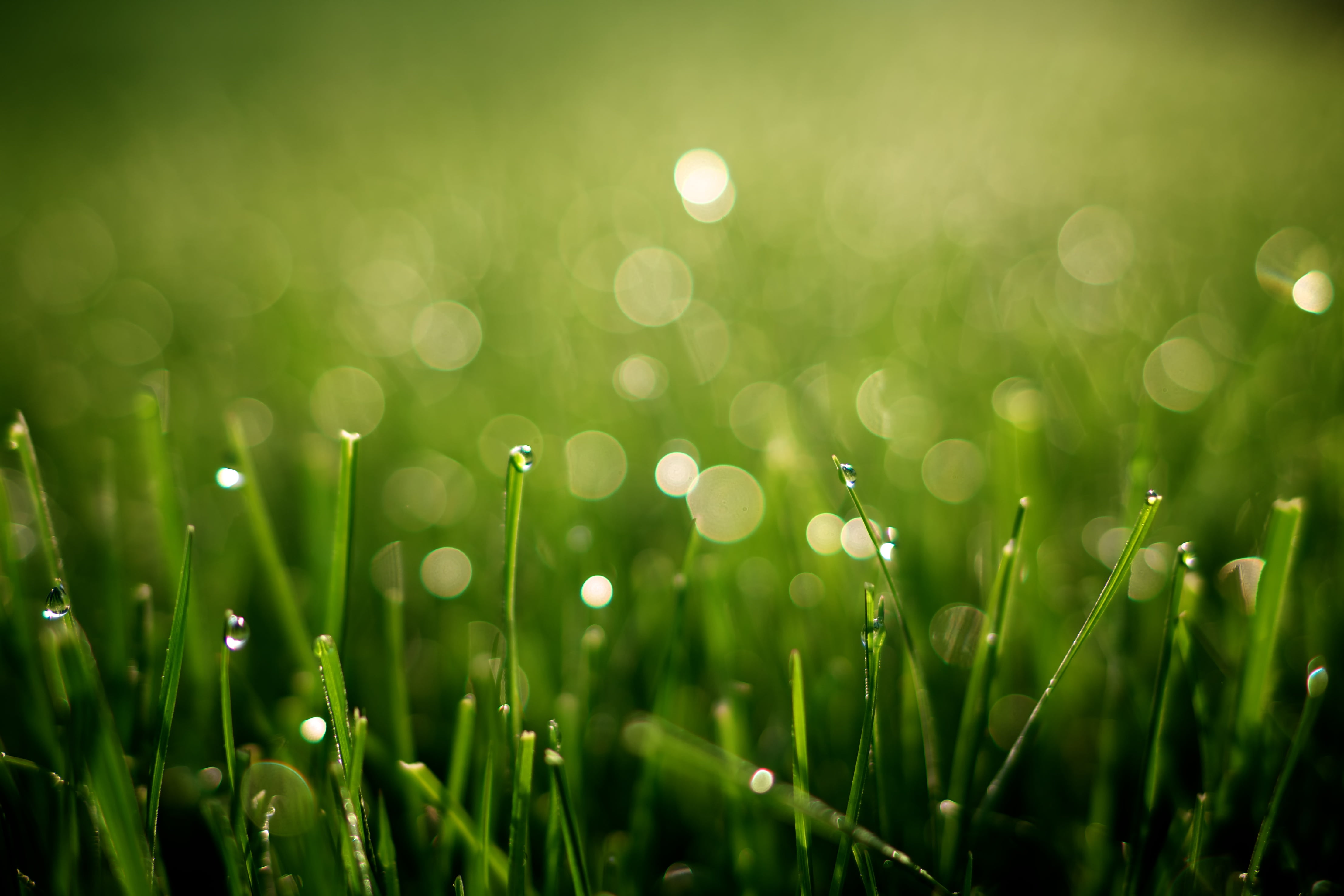 macro photography of green grass field Morning Dew bokeh dof 2k 4k