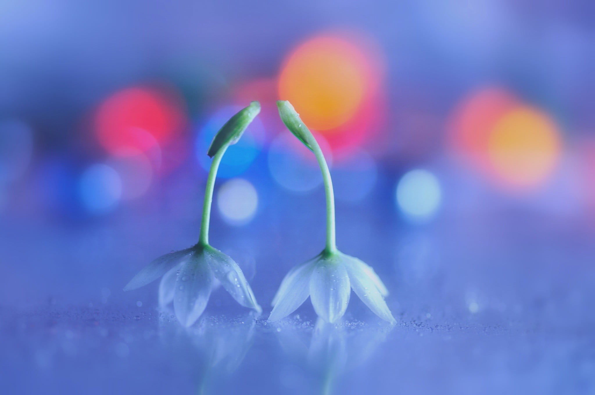 macro photography of two white petaled flowers bokeh 2k