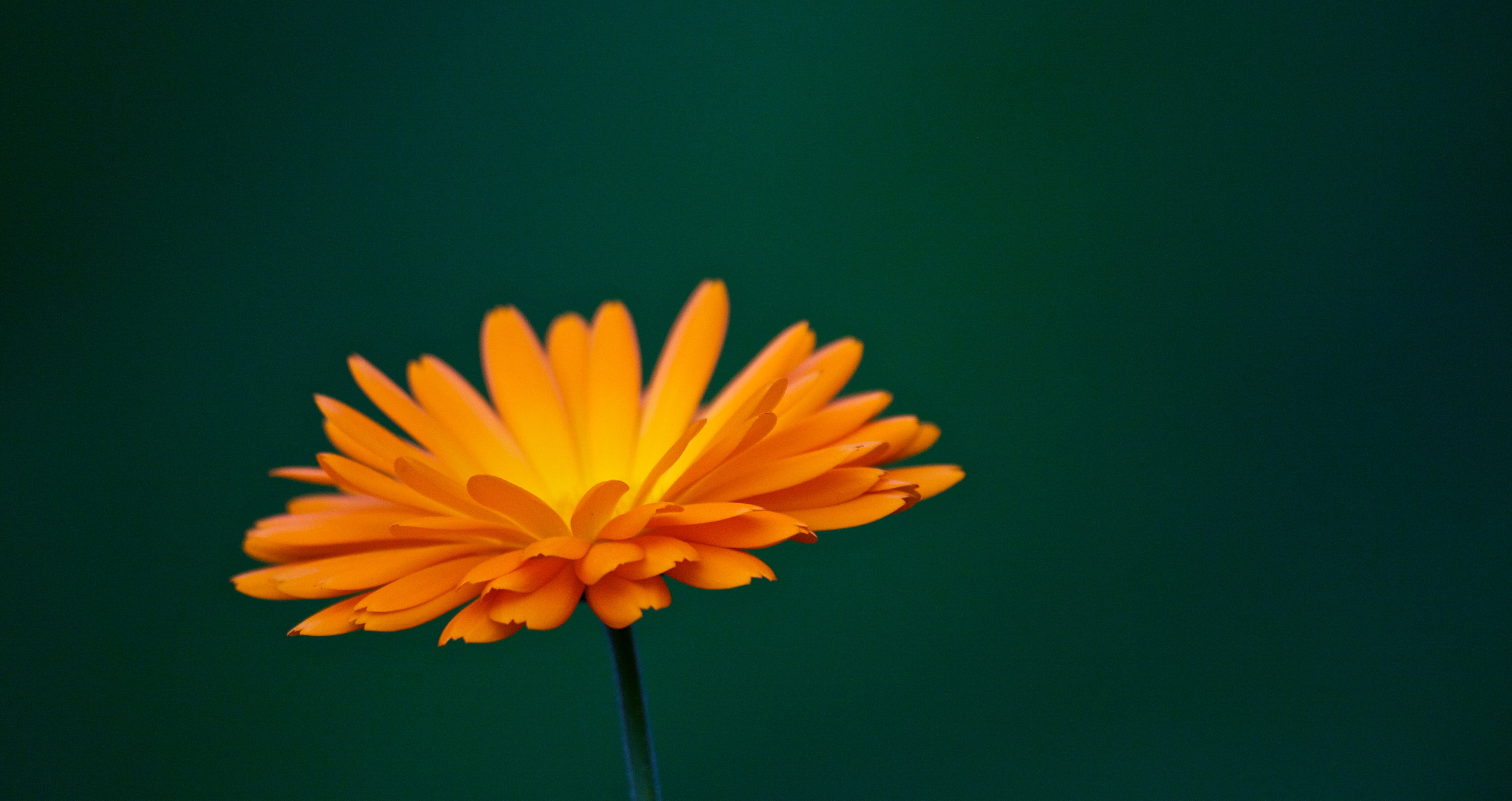 macro shot of yellow flower marigold Common 2k 4k