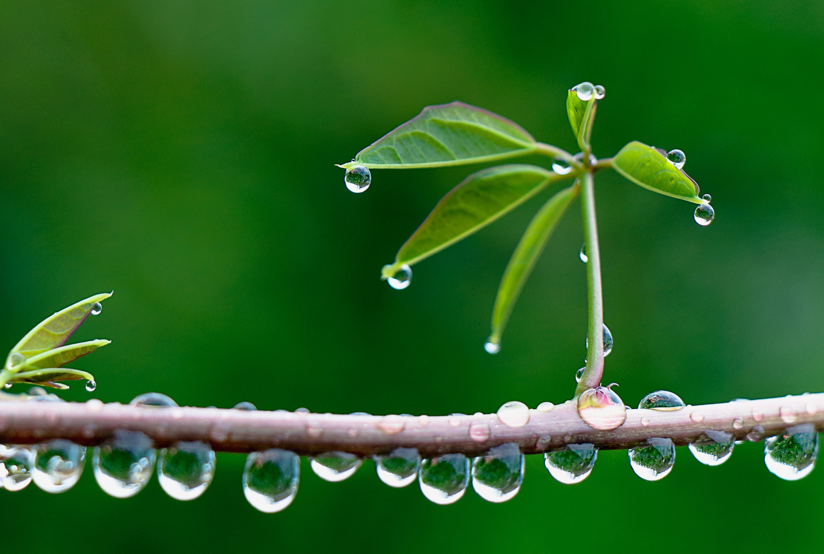 macro shot photography after the rain drops nass wet Bokeh 2k