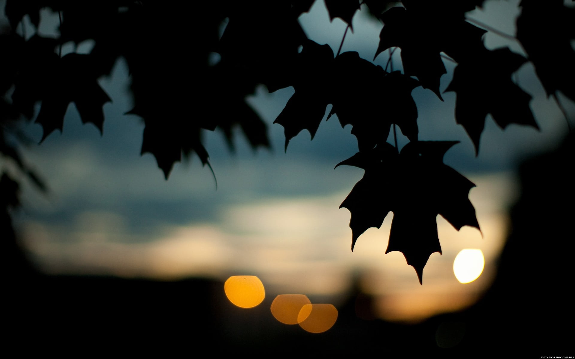 maple leaf silhouette of photography leaves bokeh 2k
