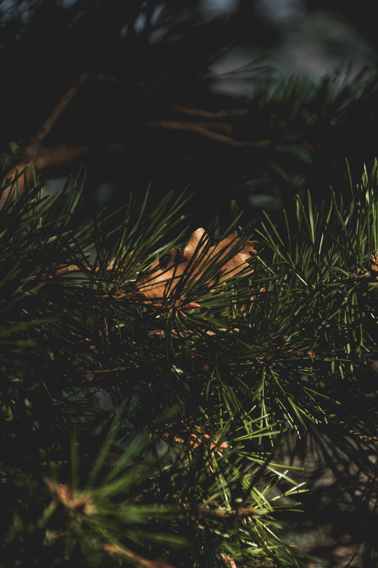 moody green nature macro bokeh hd background wallpaper 2k 4k