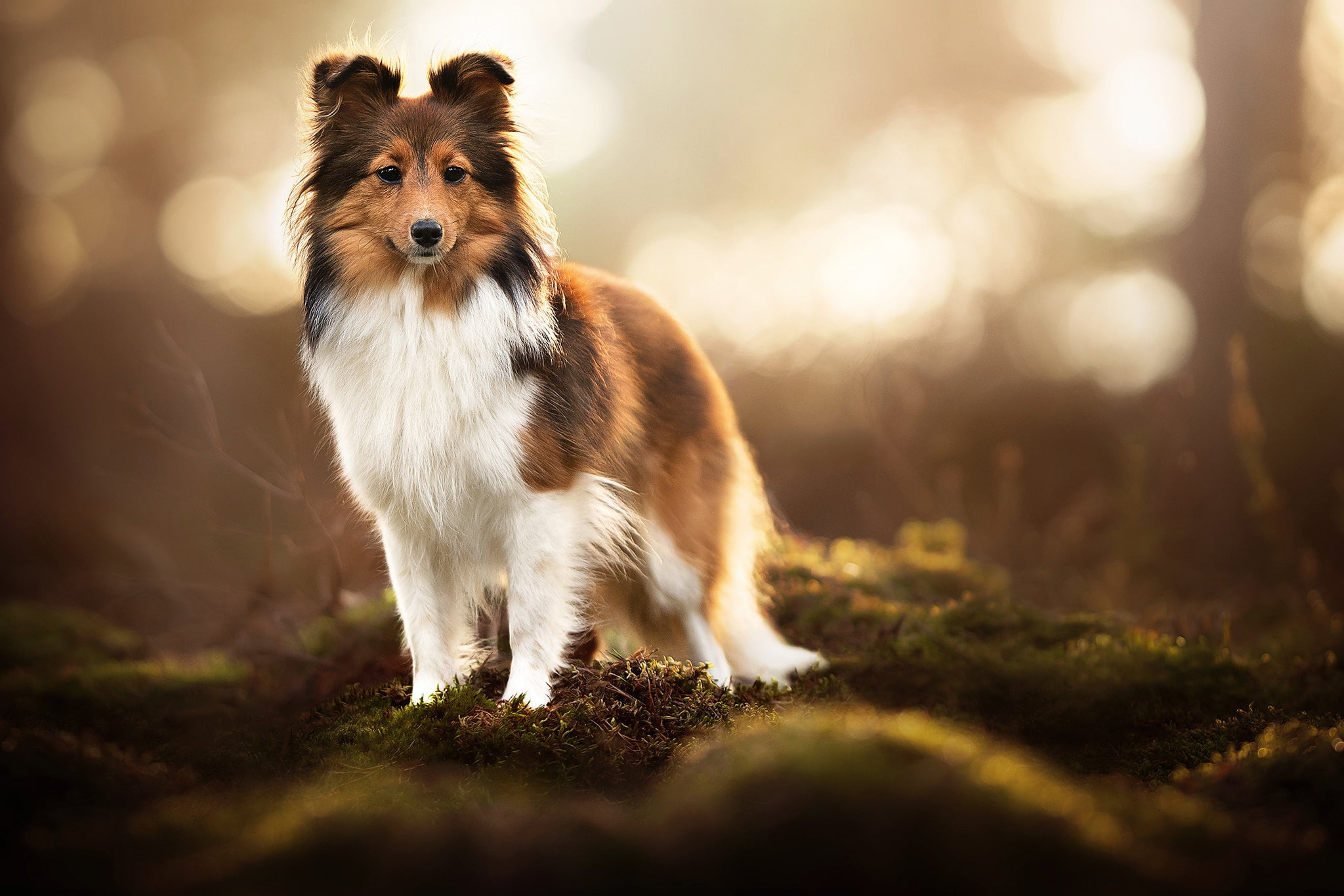 moss dog bokeh Sheltie Shetland Sheepdog 2k