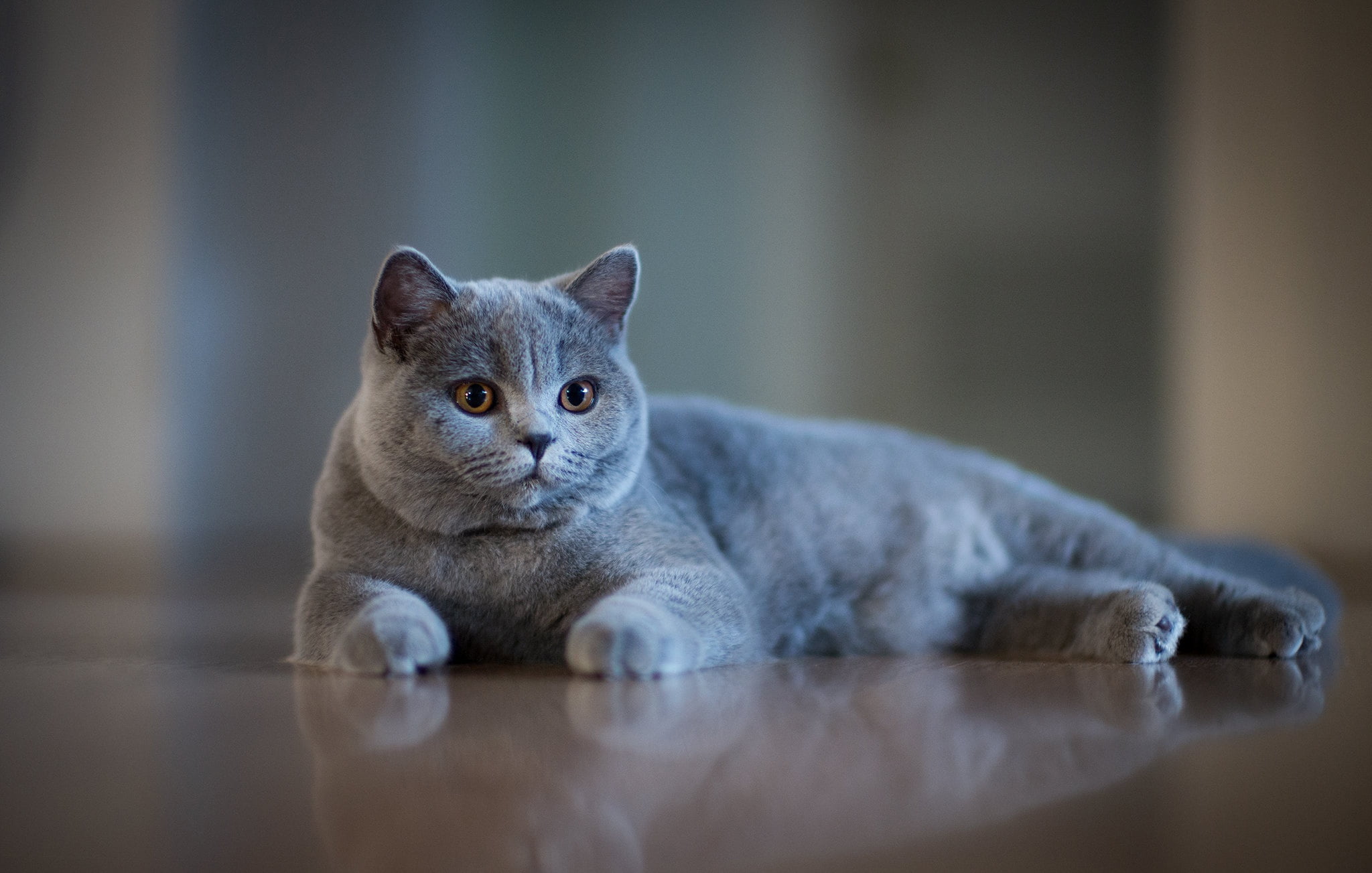 muzzle grey bokeh cat British Shorthair 2k