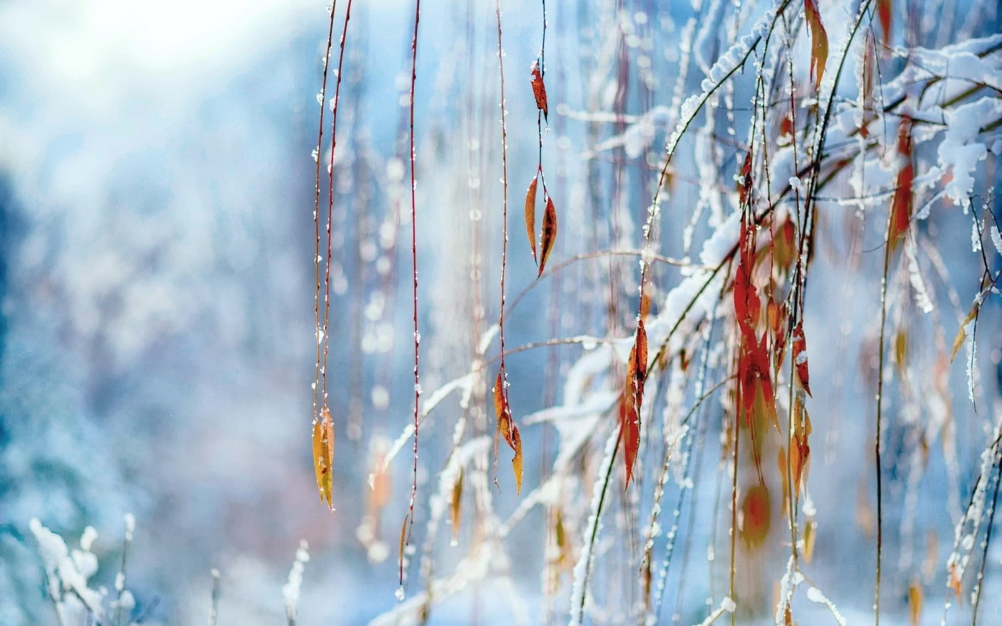 nature leaves snow bokeh winter plant cold temperature
