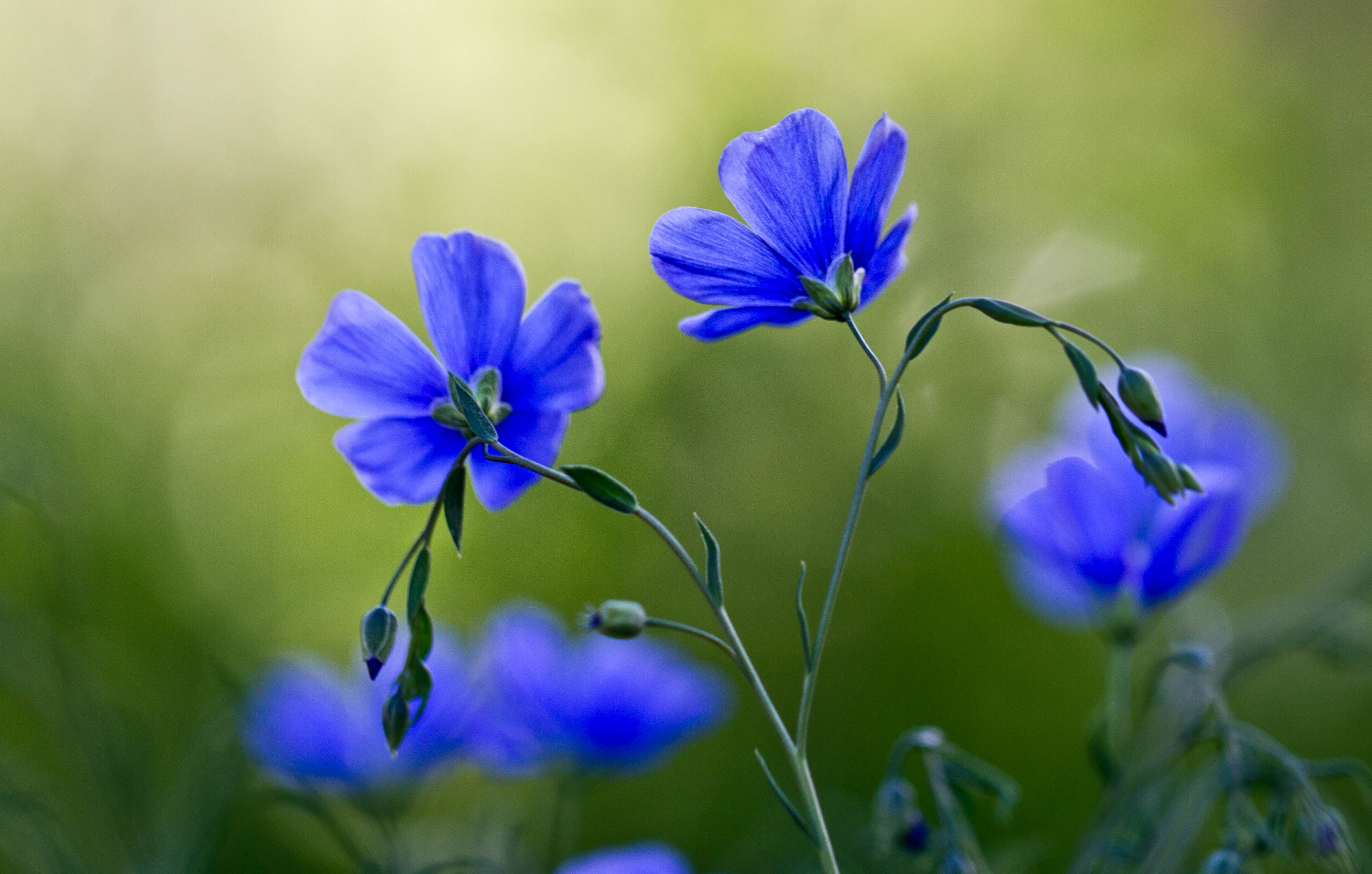 photograph of purple petaled flower flax Breeze 2k 4k